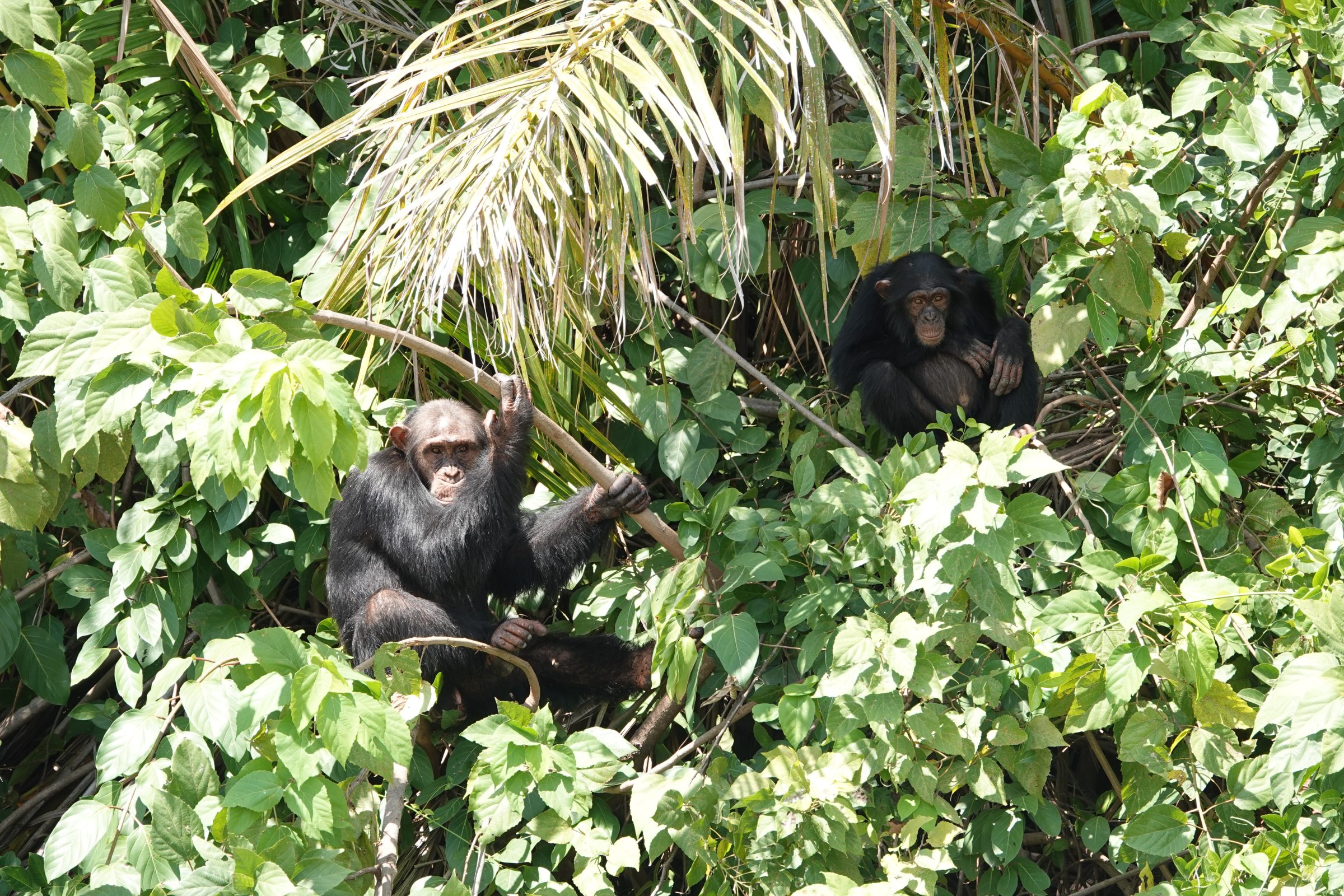 Twee chimpansees aan de oever | River Gambia National Park
