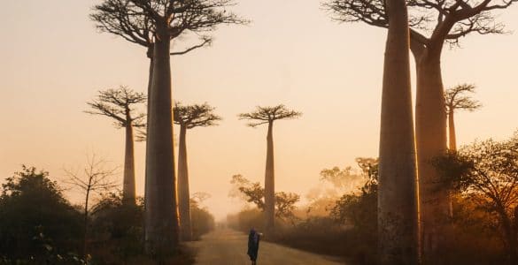 baobab-madagaskar-rondreis