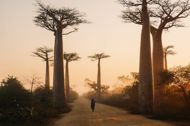 baobab-madagaskar-rondreis