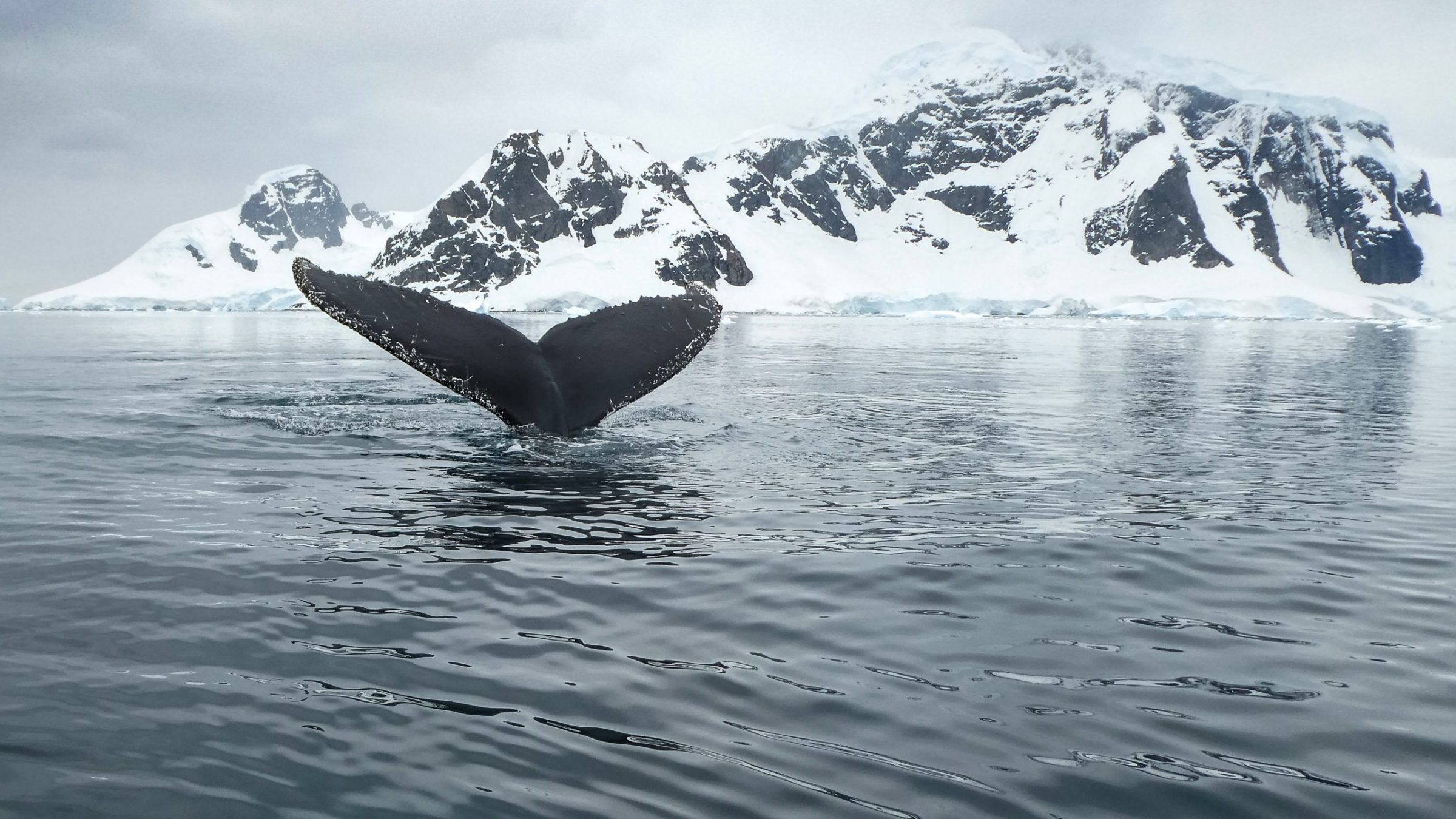 walvis antarctica