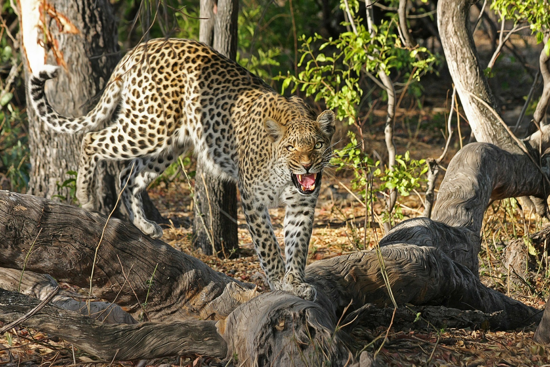 Un leopardo in Botswana, Africa
