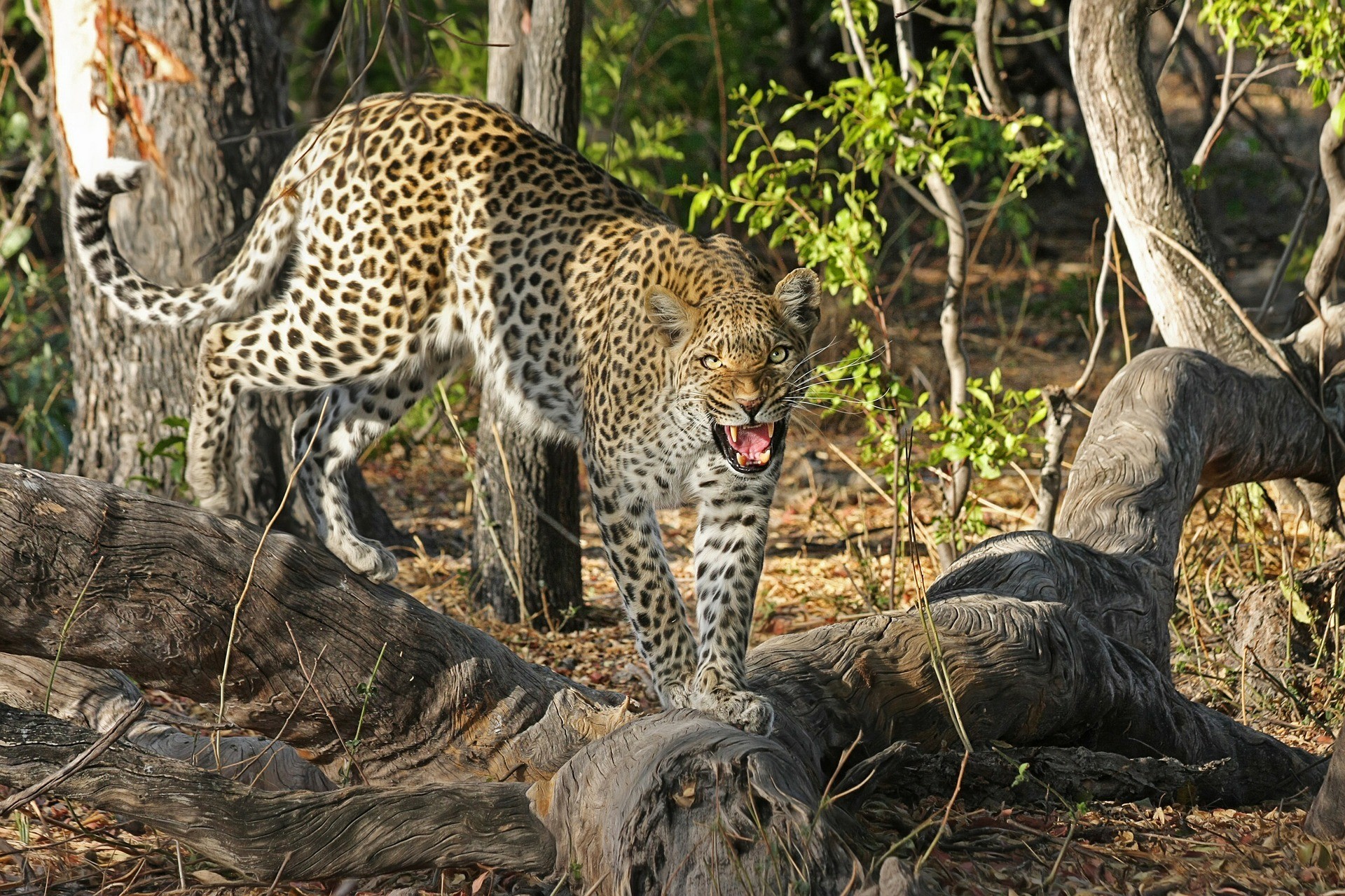 Un léopard au Botswana, Afrique