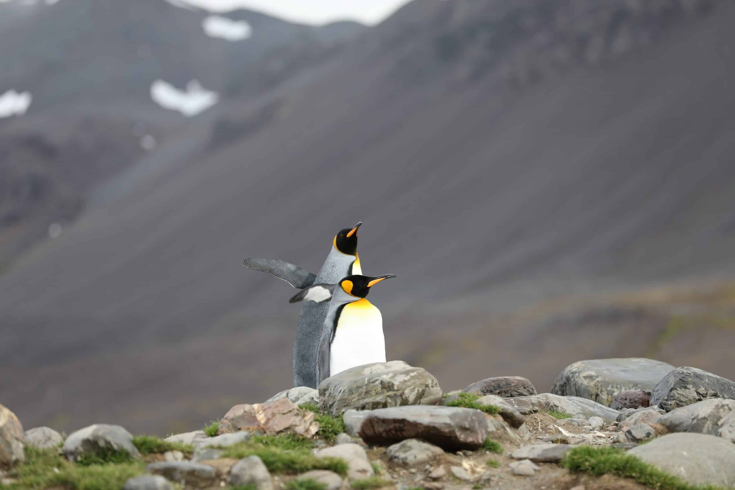 Pinguïns in Antarctica