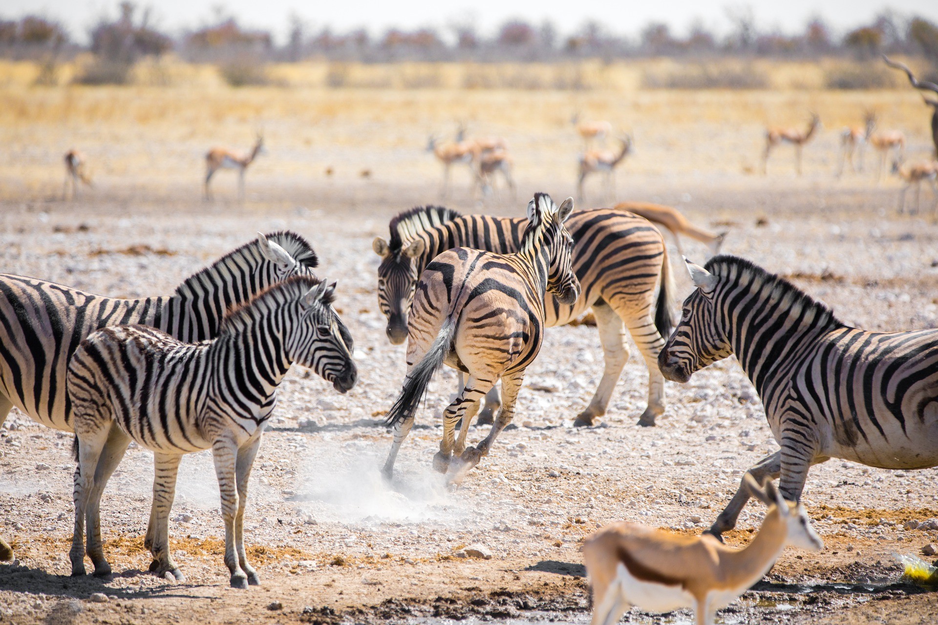 Zebras na Namíbia