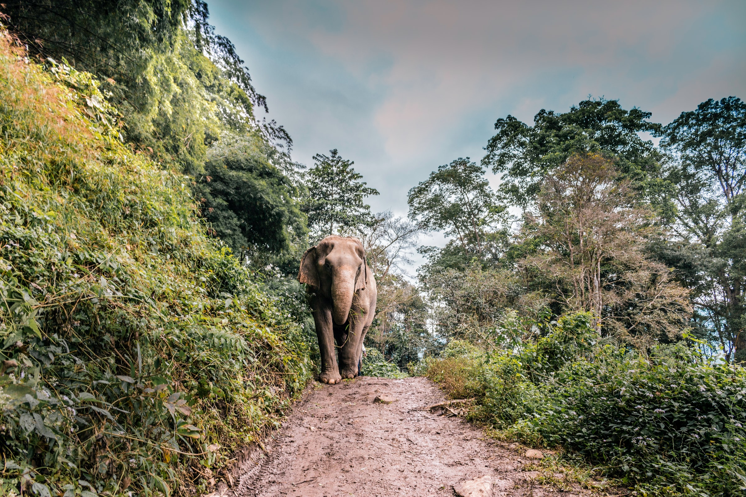 Aziatische olifant, Cambodja must sees