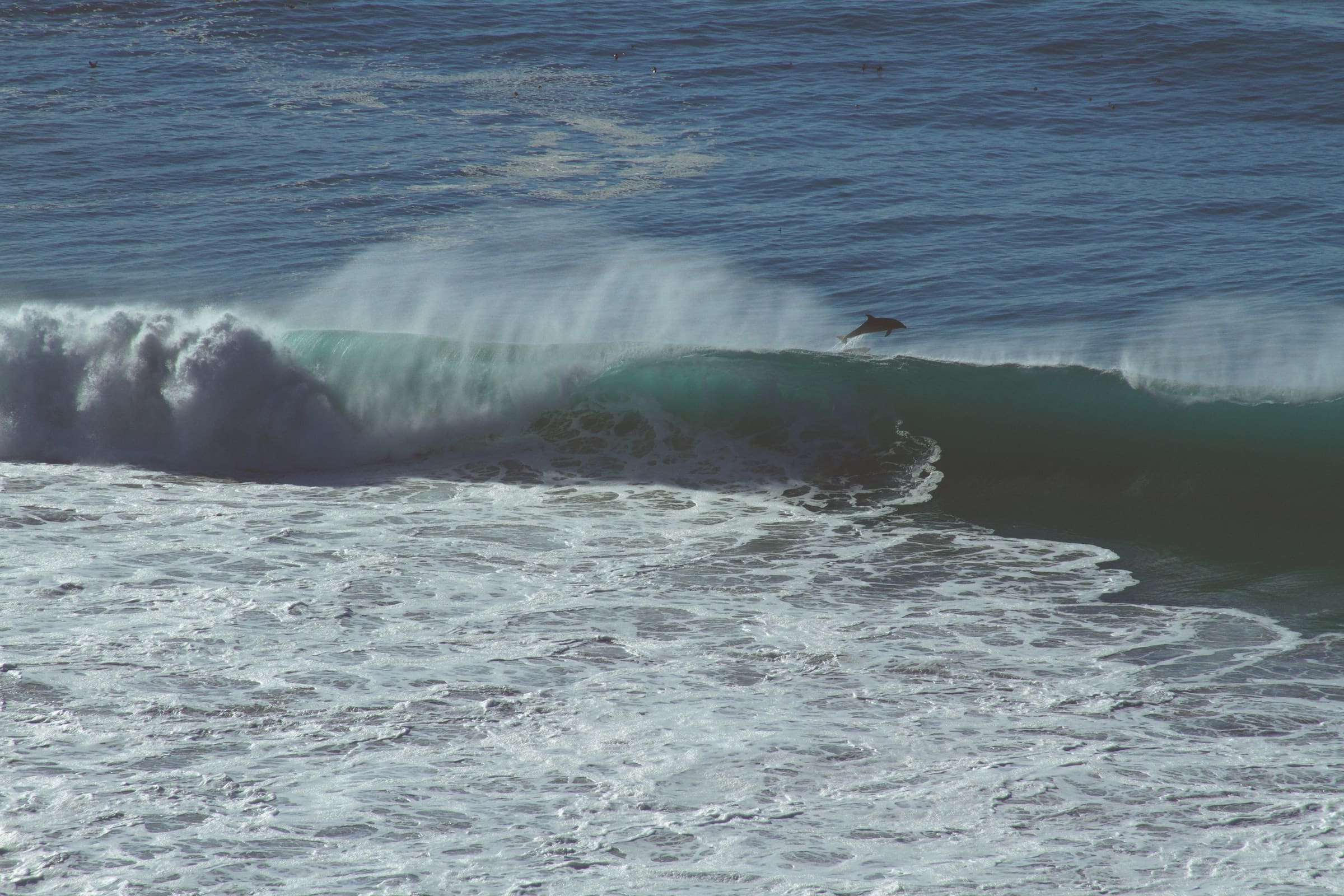 Ponta d'Ouro, delfiner, Mosambik