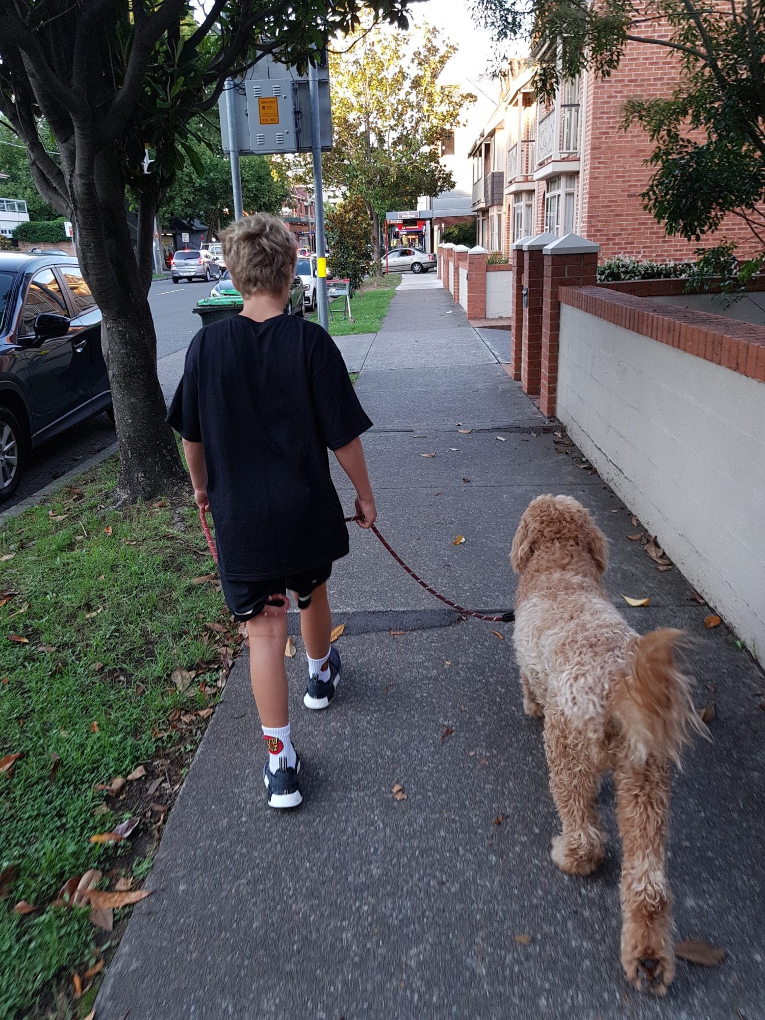 Hond | Au pair in australië | Wereldreizigers.nl