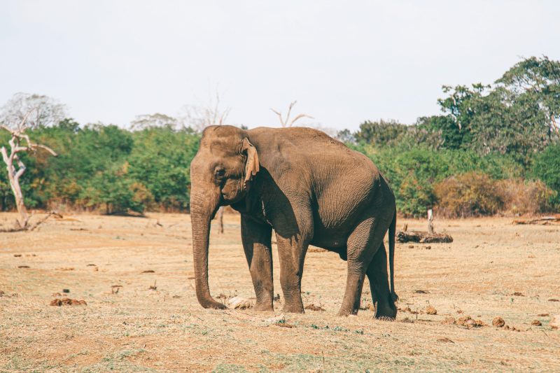 elefante no Parque Nacional de Udawalawe
