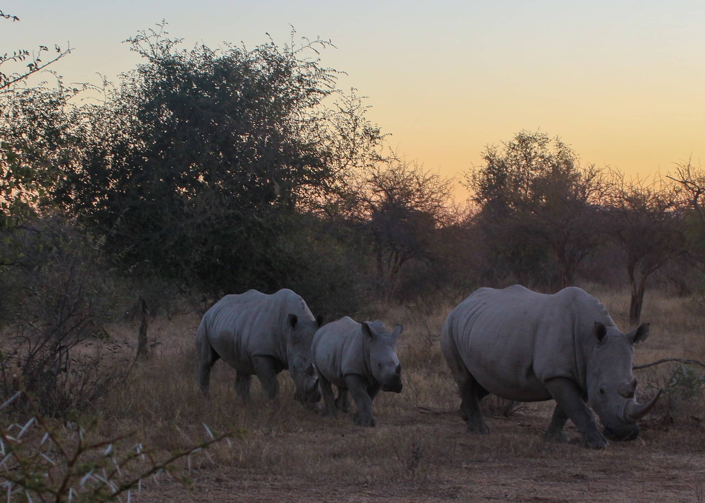 Limpopo, Mosambik