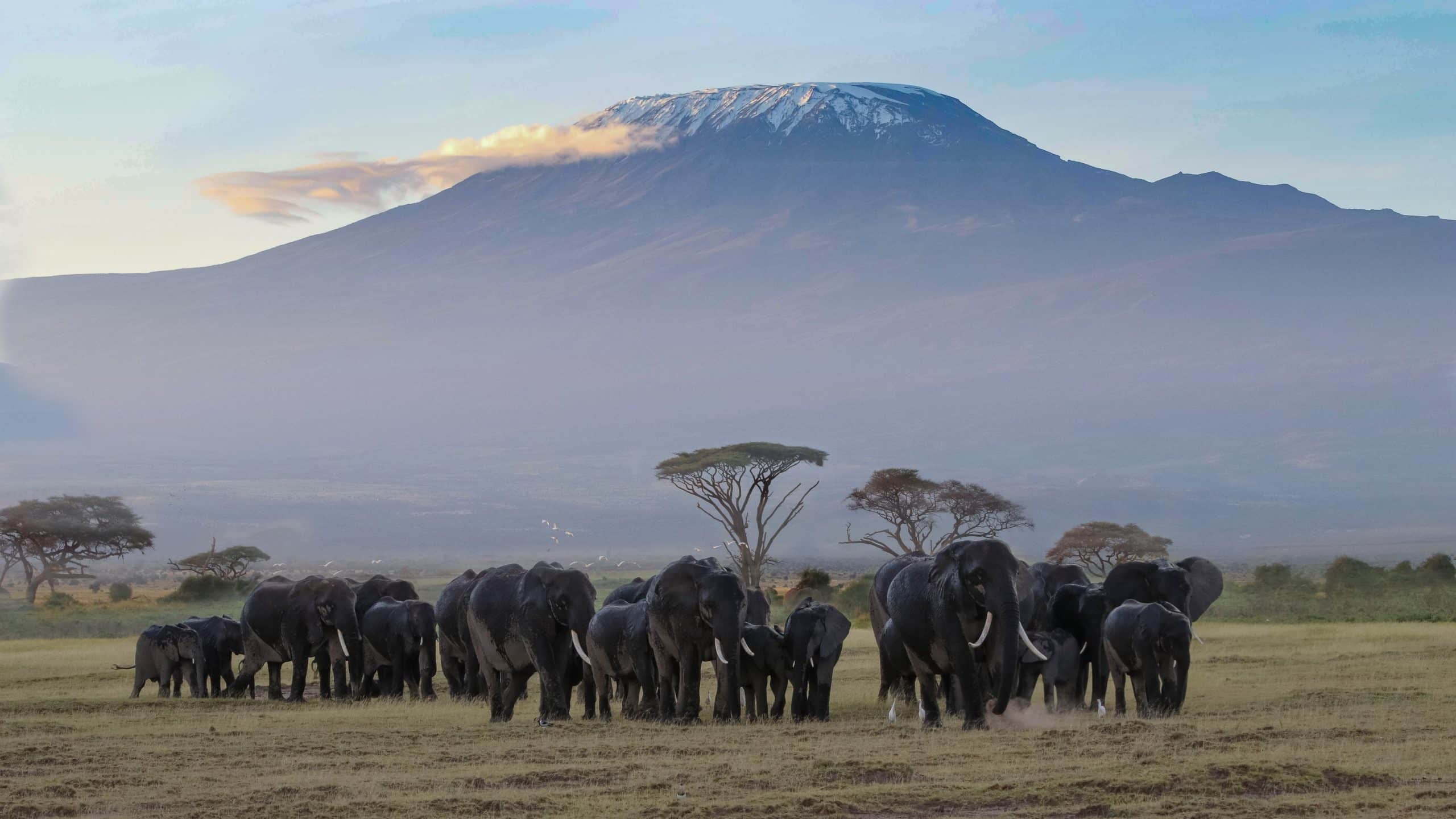 Emmerlys moet sien in Afrika: Berg Kilimanjaro - Tanzanië