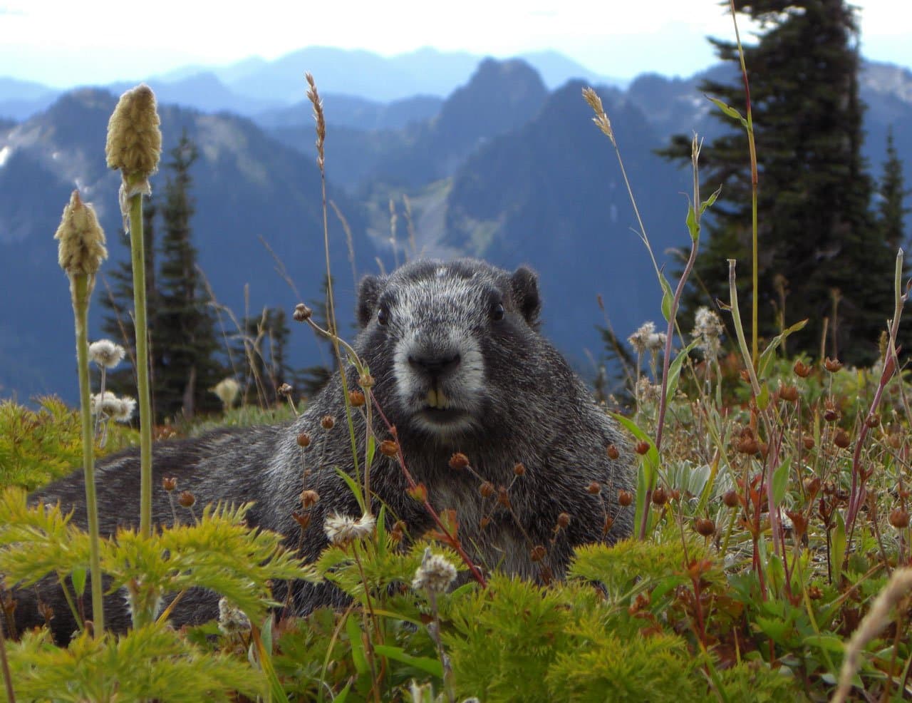 Mont Rainier, Marmottes