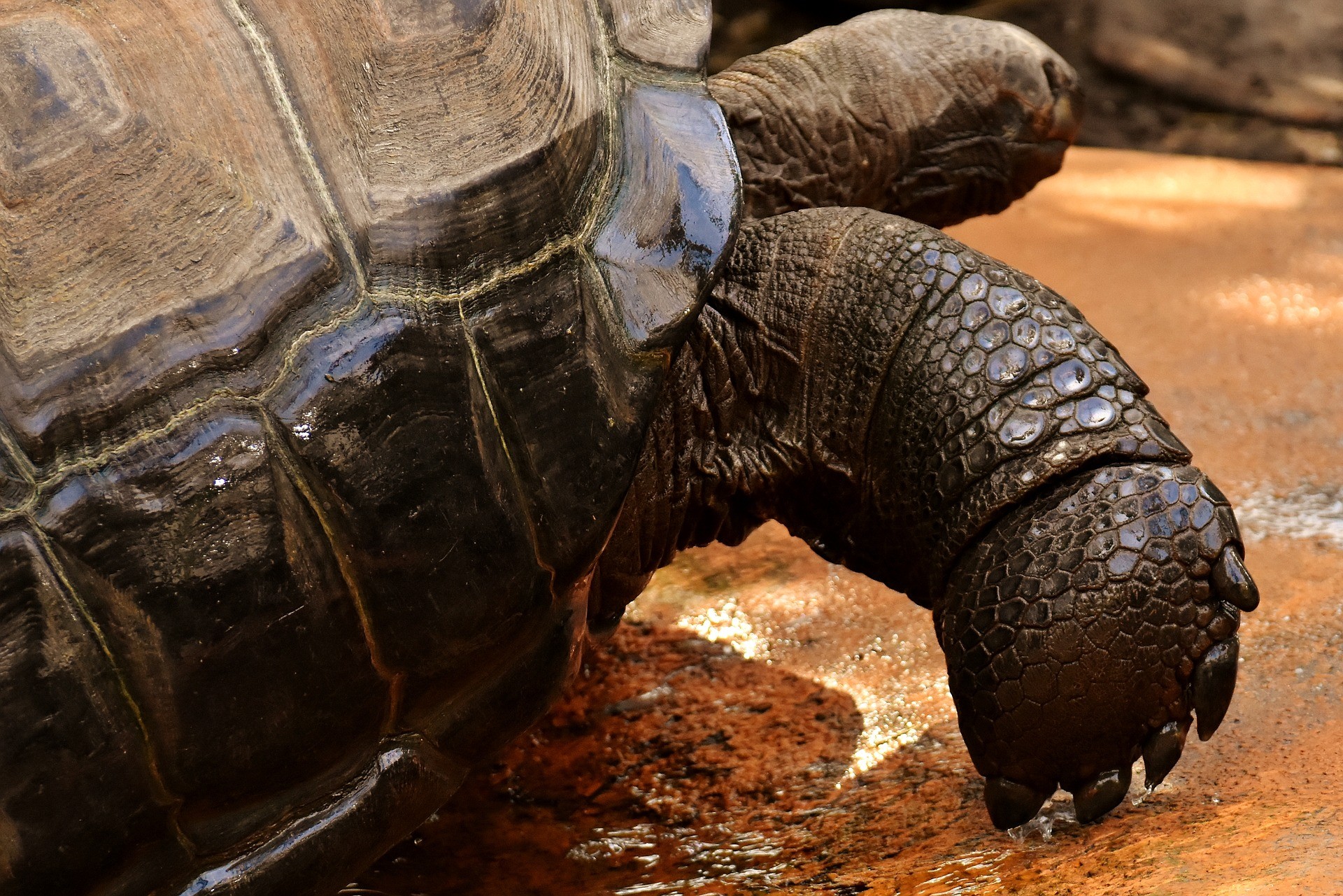giant tortoises 3353315 1920 1 | must sees in Zuid-Amerika | Wereldreizigers.nl