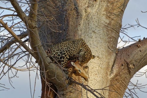 Ruaha Nasionale Park