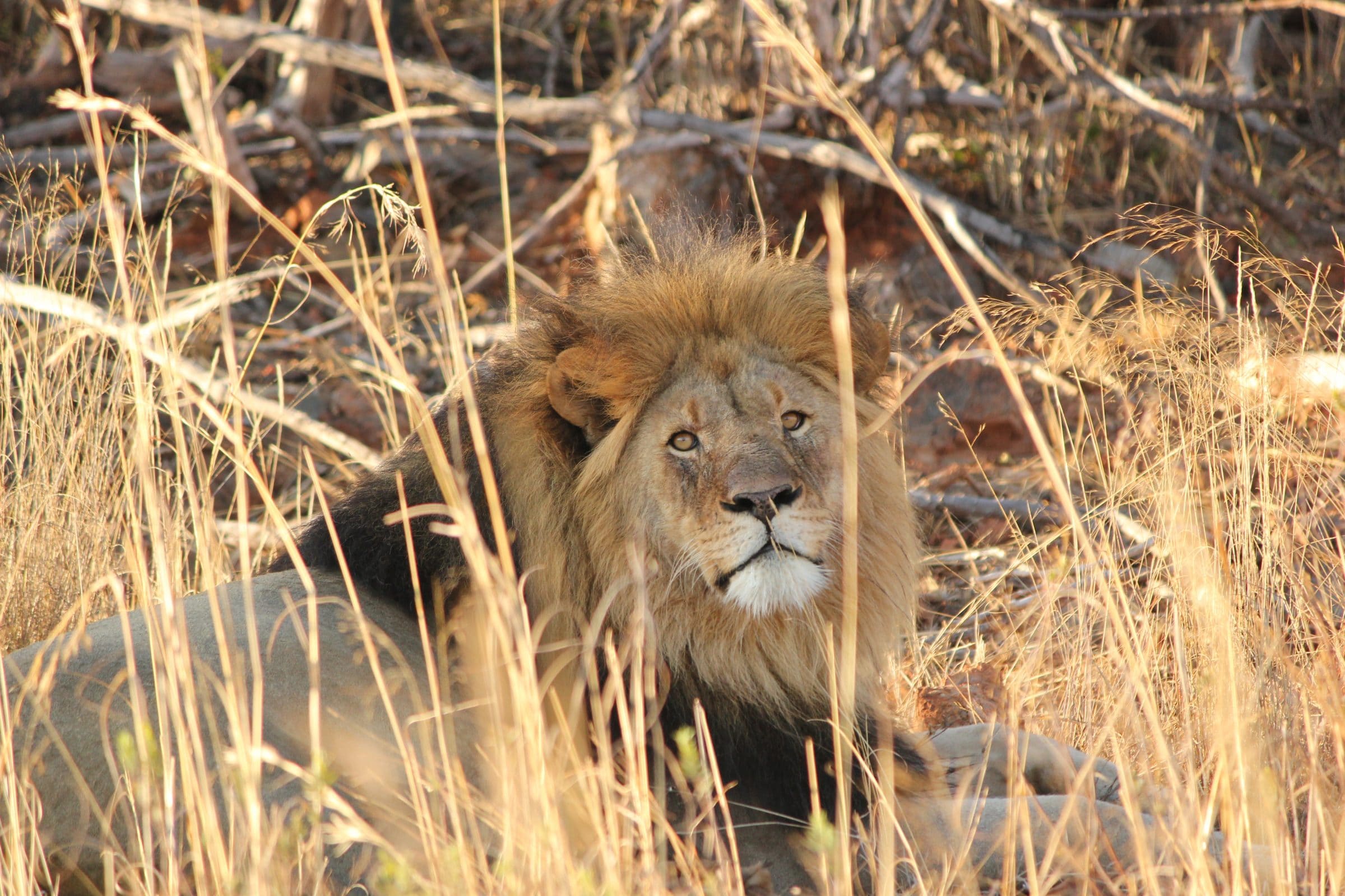 Lev v Krugerově parku