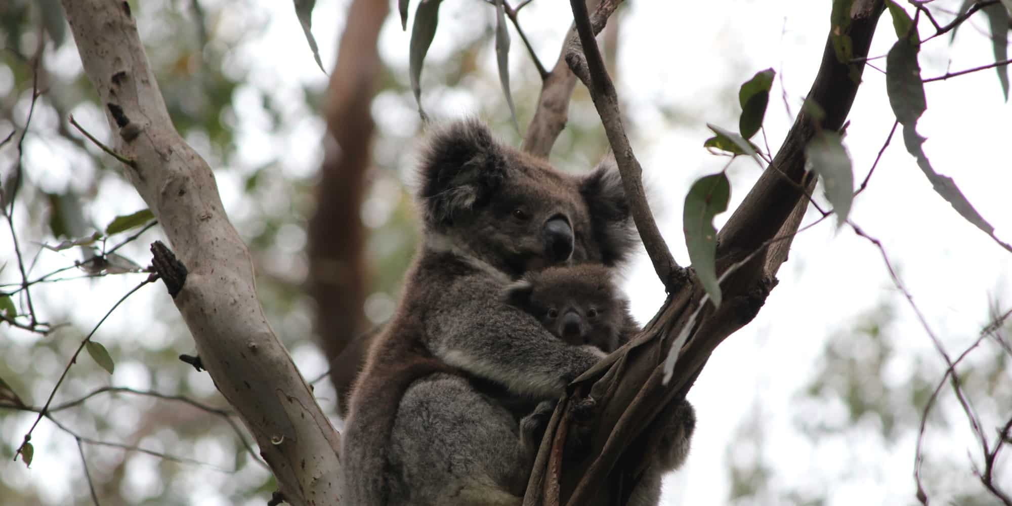 Koala v Austrálii