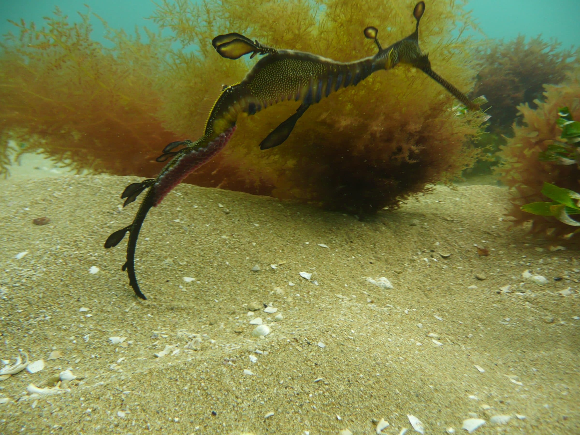 Plevelný mořský drak v Austrálii