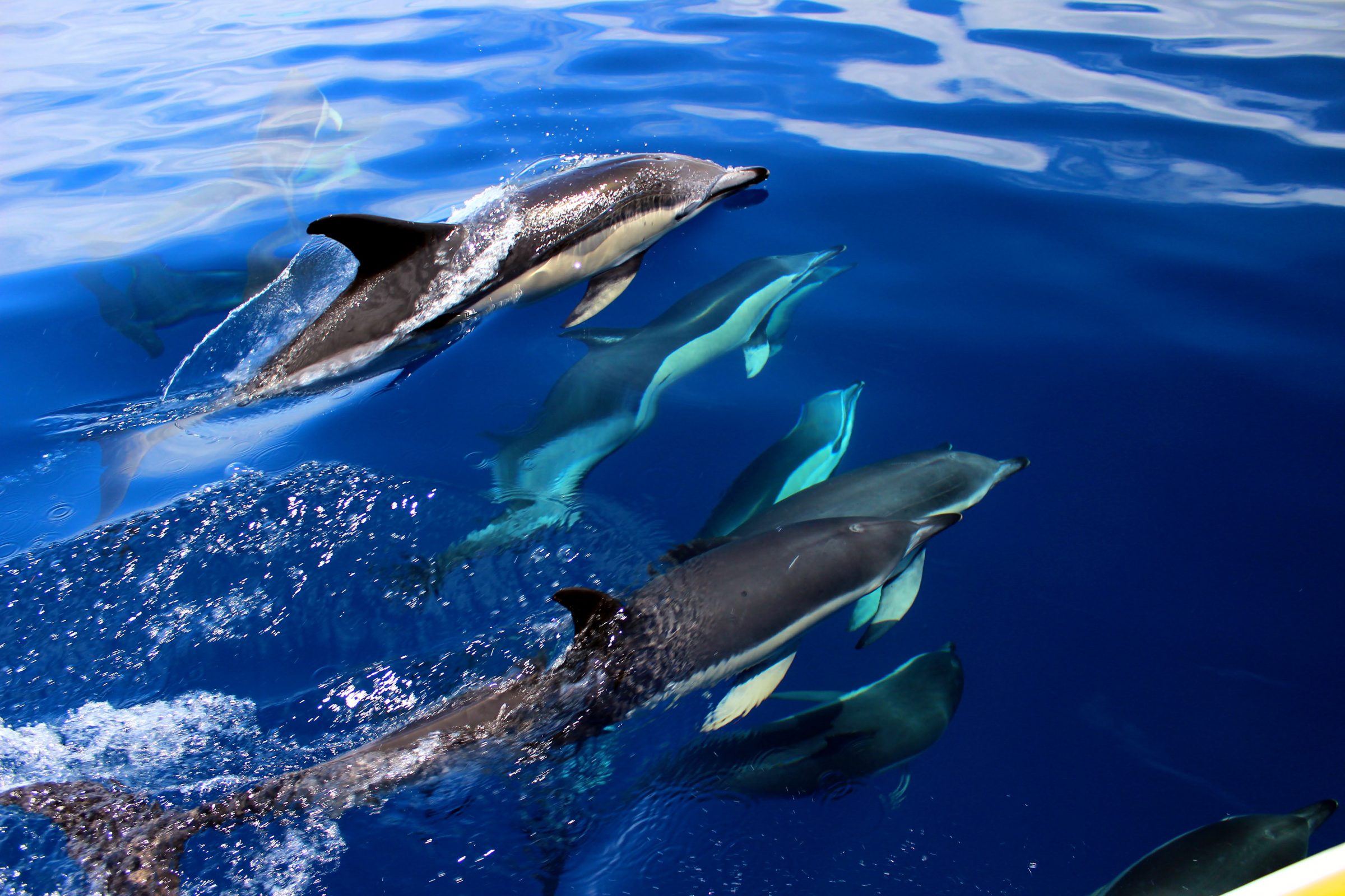 Wilde Delfine entdecken | Bucht der Inseln
