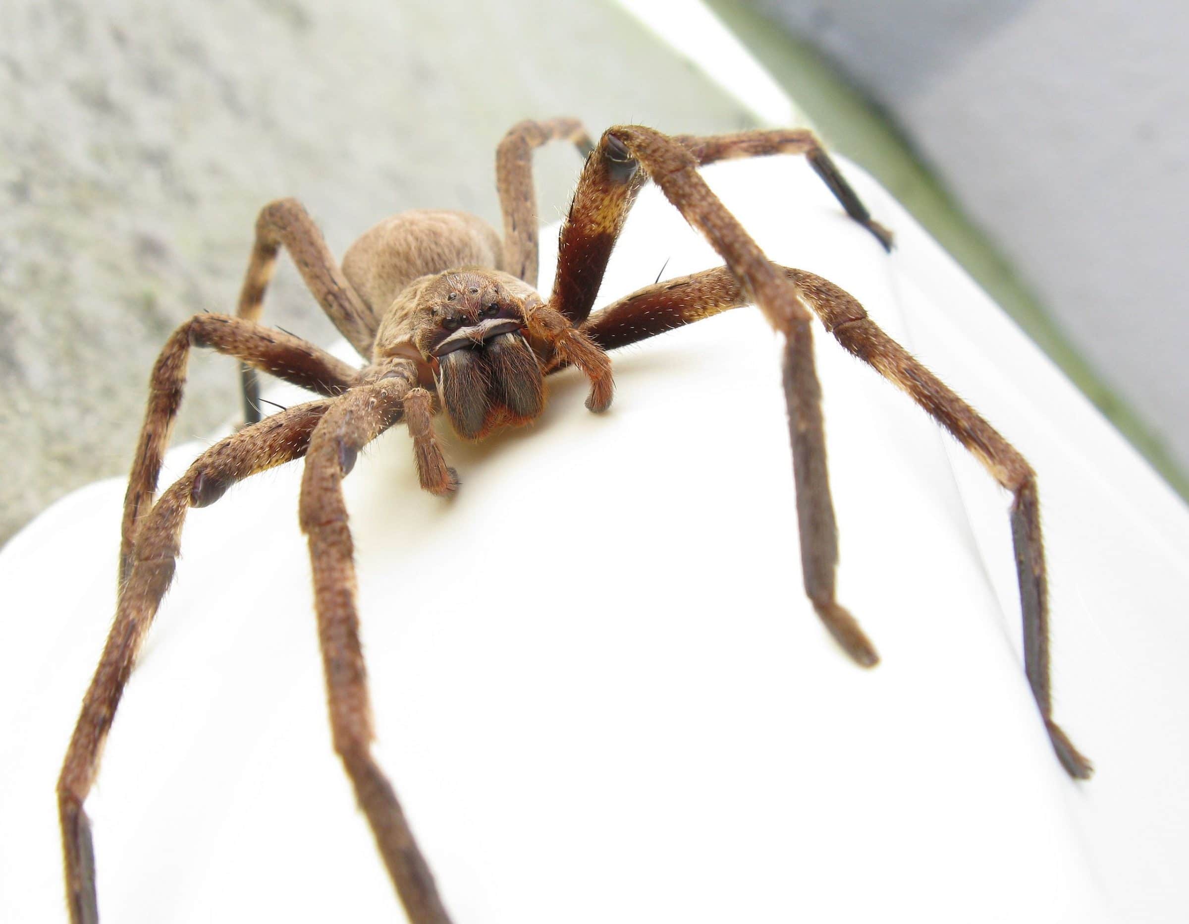 Jachtkrabspin Huntsman Sparassidae Palystes castaneus | spinnen in Australië | Wereldreizigers.nl