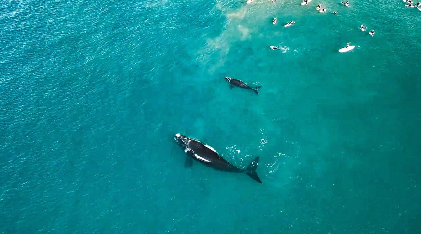 Walvis slaat surfers met staart