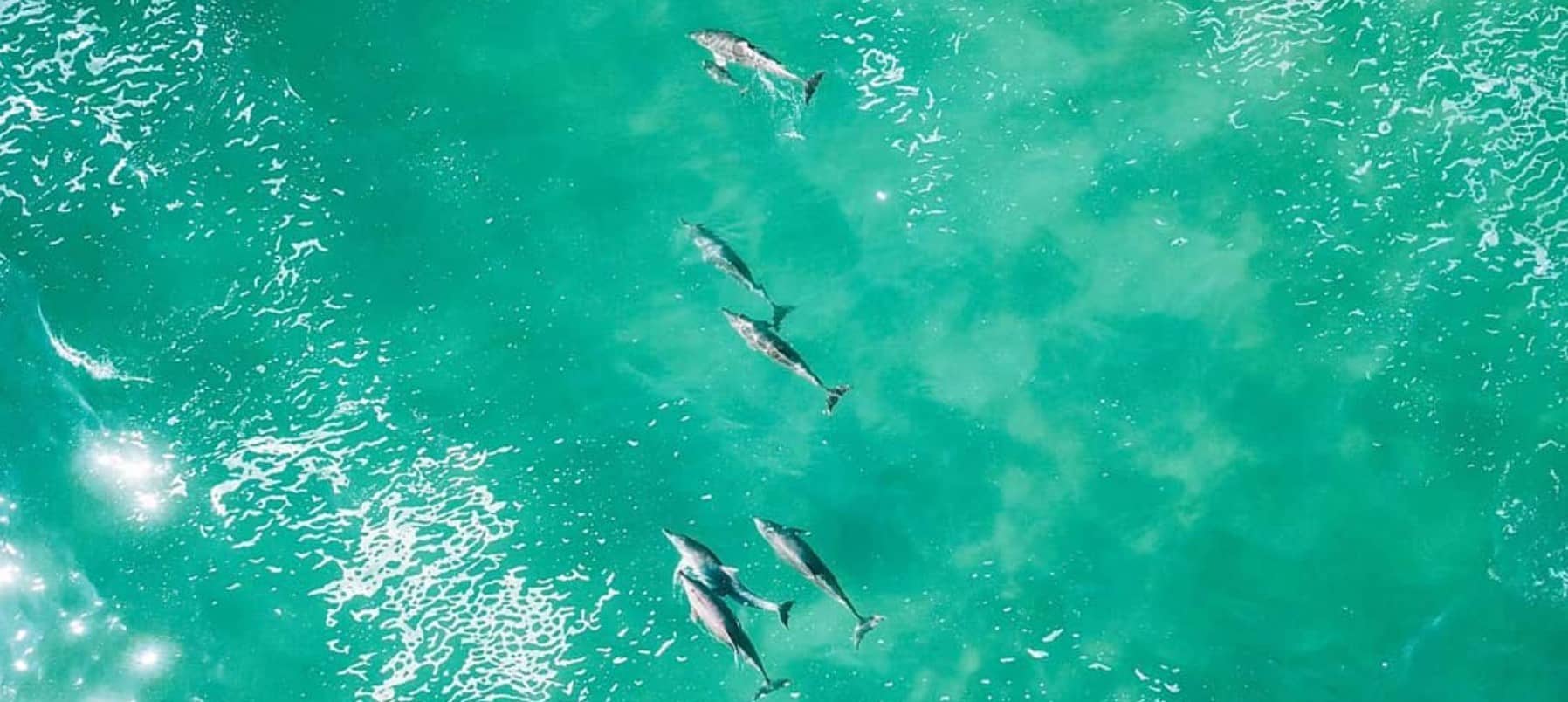 Dolfijnen in het wild | Australië