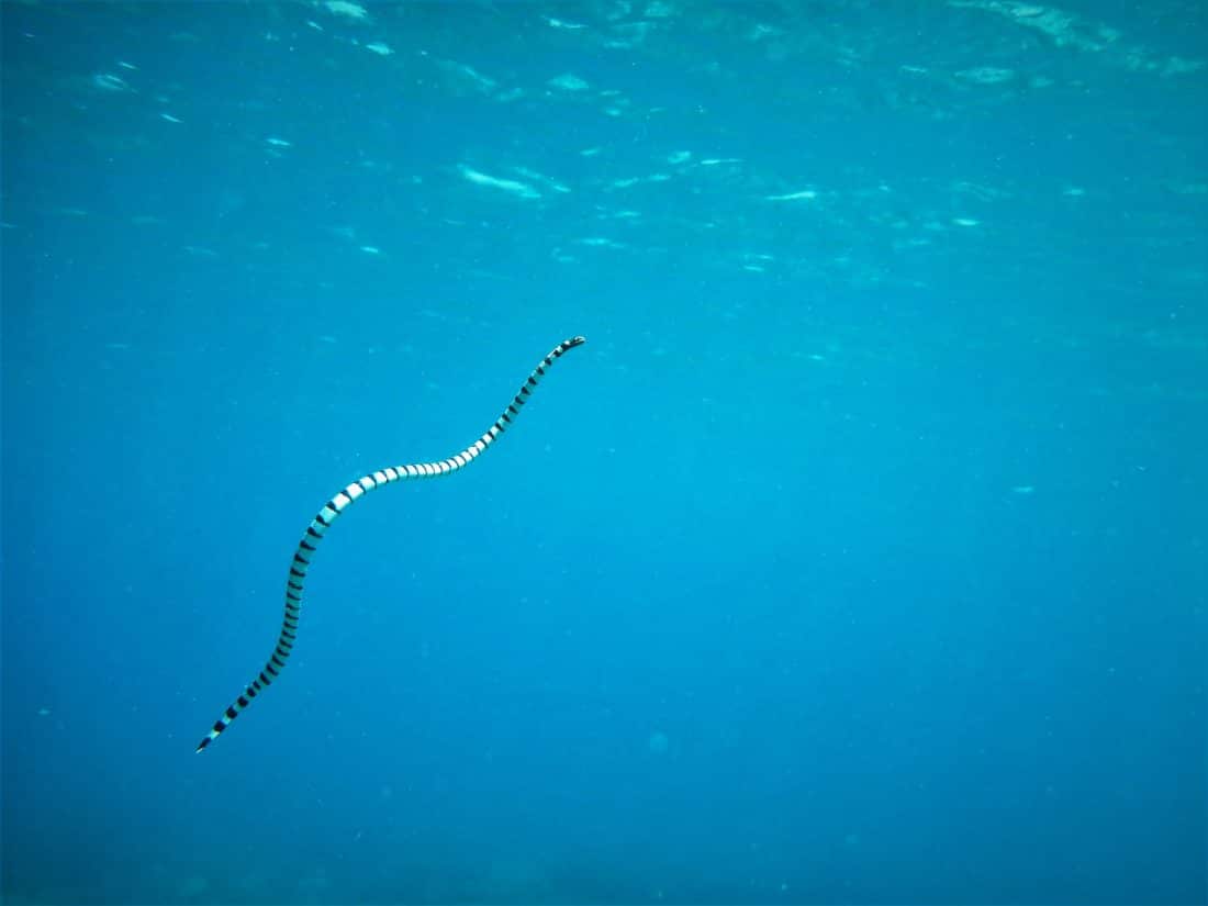De Olive Sea Snake | Een van de gevaarlijke zeeslangen