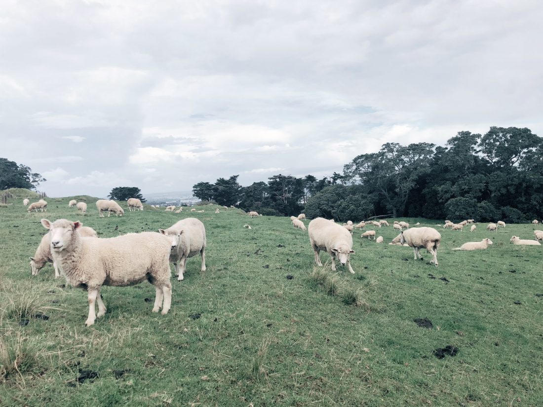 Monde des moutons Auckland