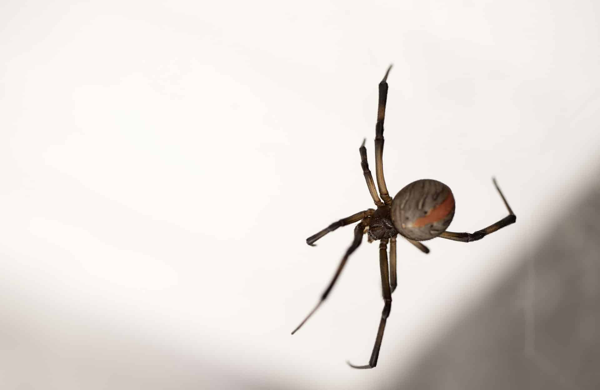spider 4832820 1920 | spinnen in Australië | Wereldreizigers.nl