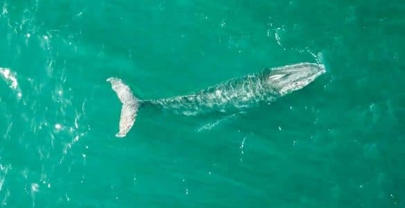 Walvissen - walvissenseizoen in Australië