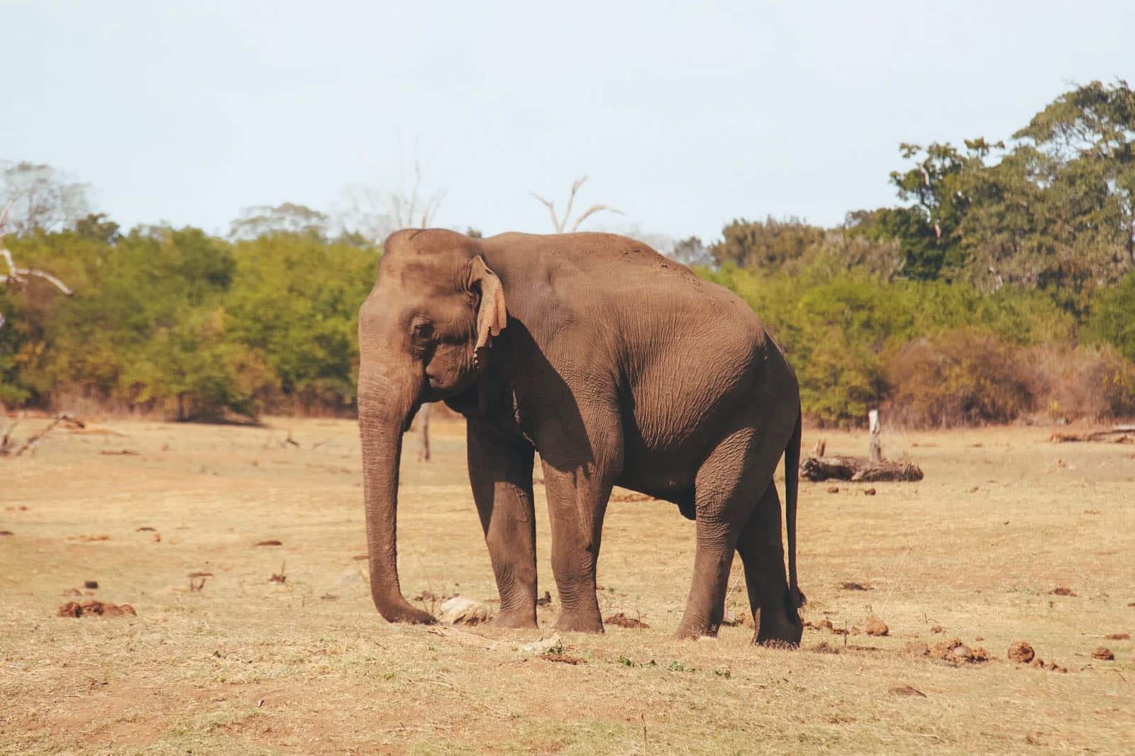 Słoń w Parku Narodowym Udawalawe - Sri Lanka