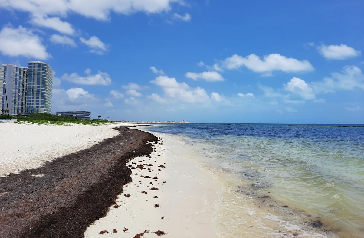 De kust van Cancun met zeewier 