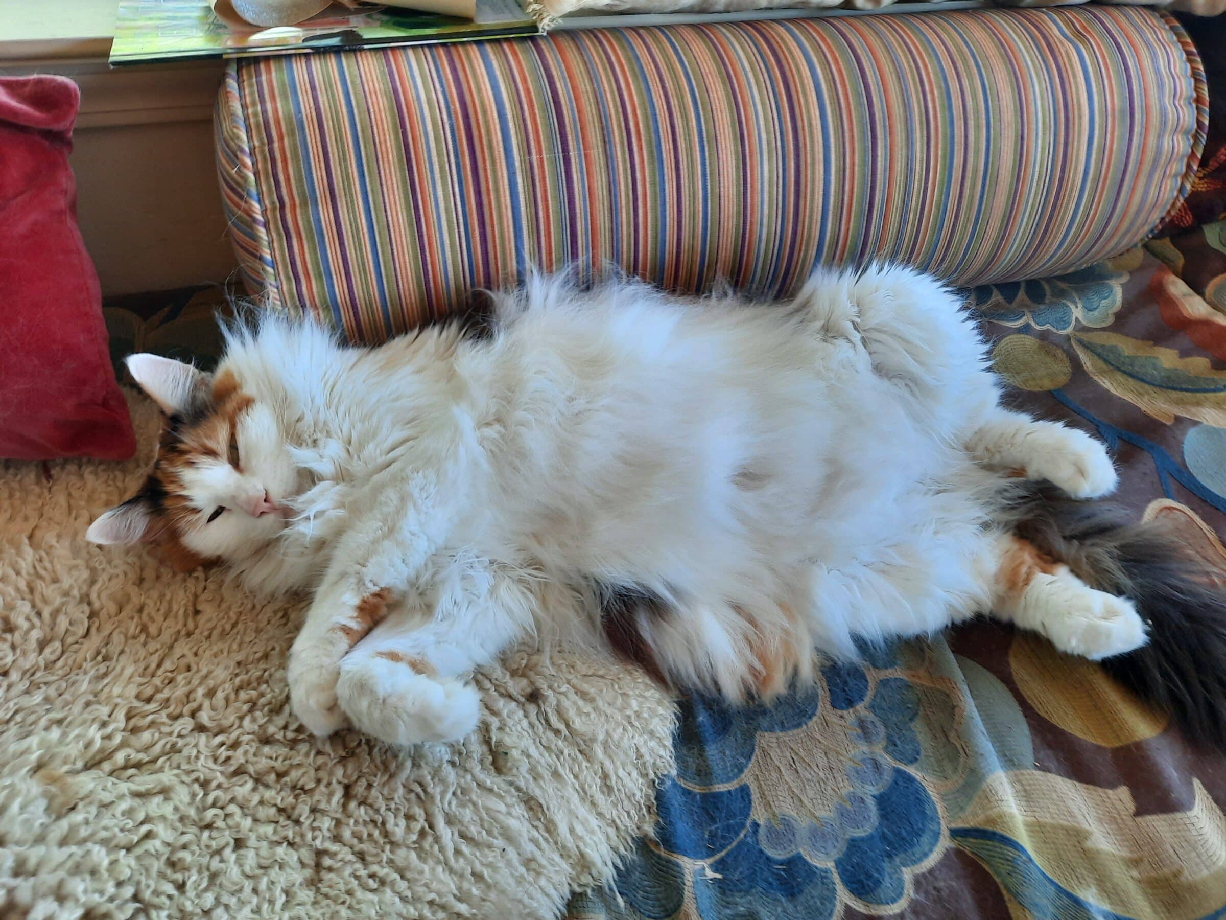 pet sitter
