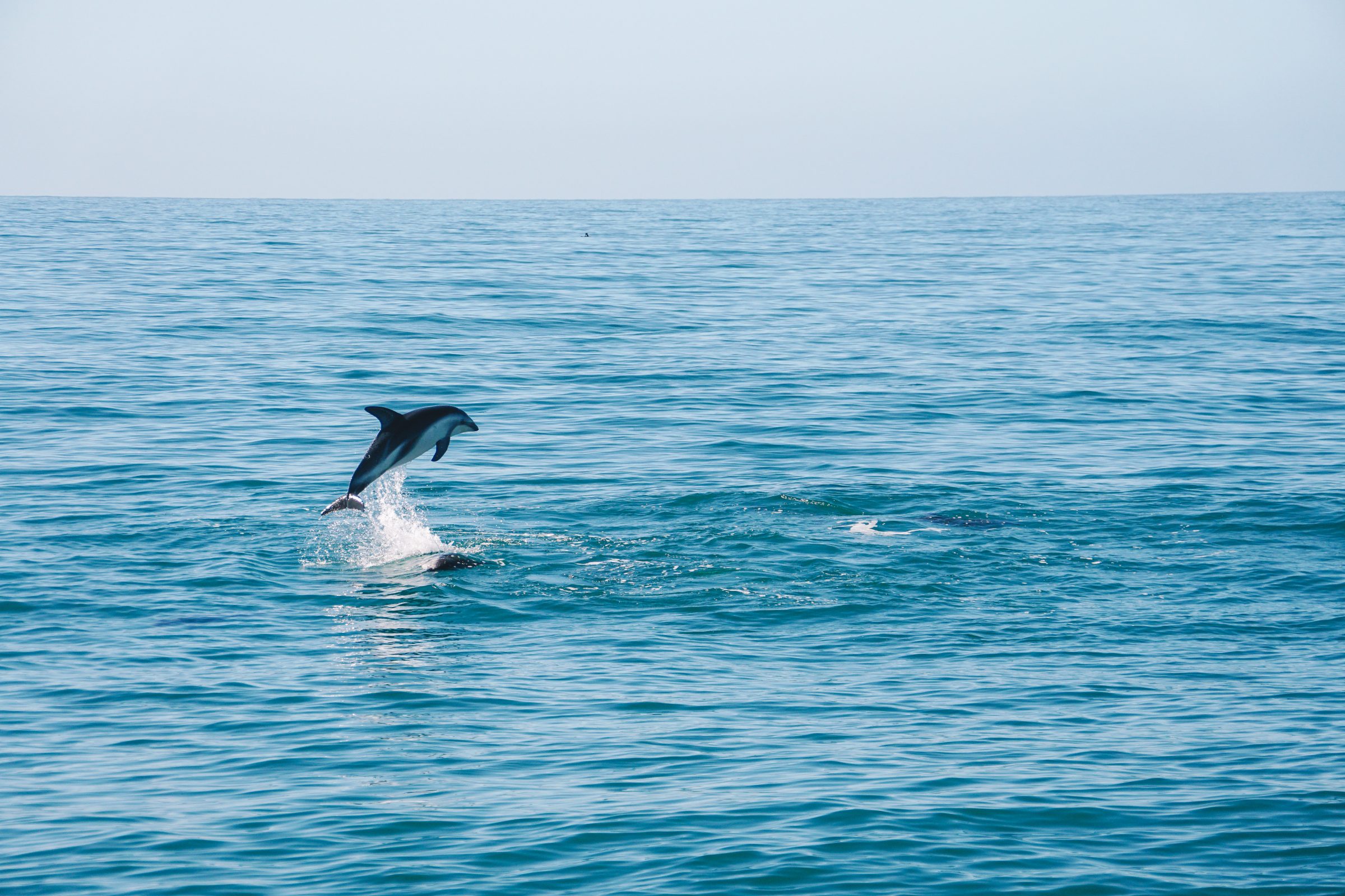Dolfijnen spotten in Kaikoura | Reisinformatie Nieuw-Zeeland