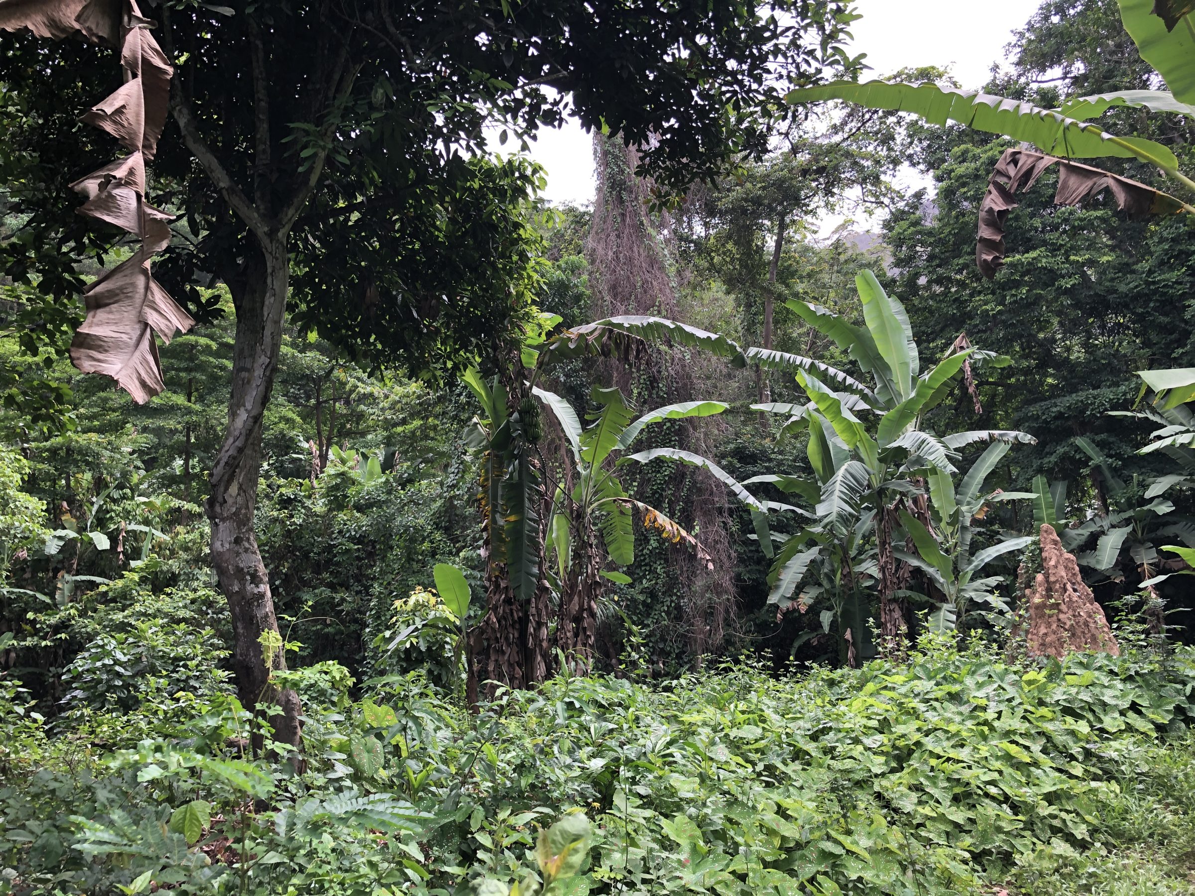 Jungle | Overlanden in Ghana