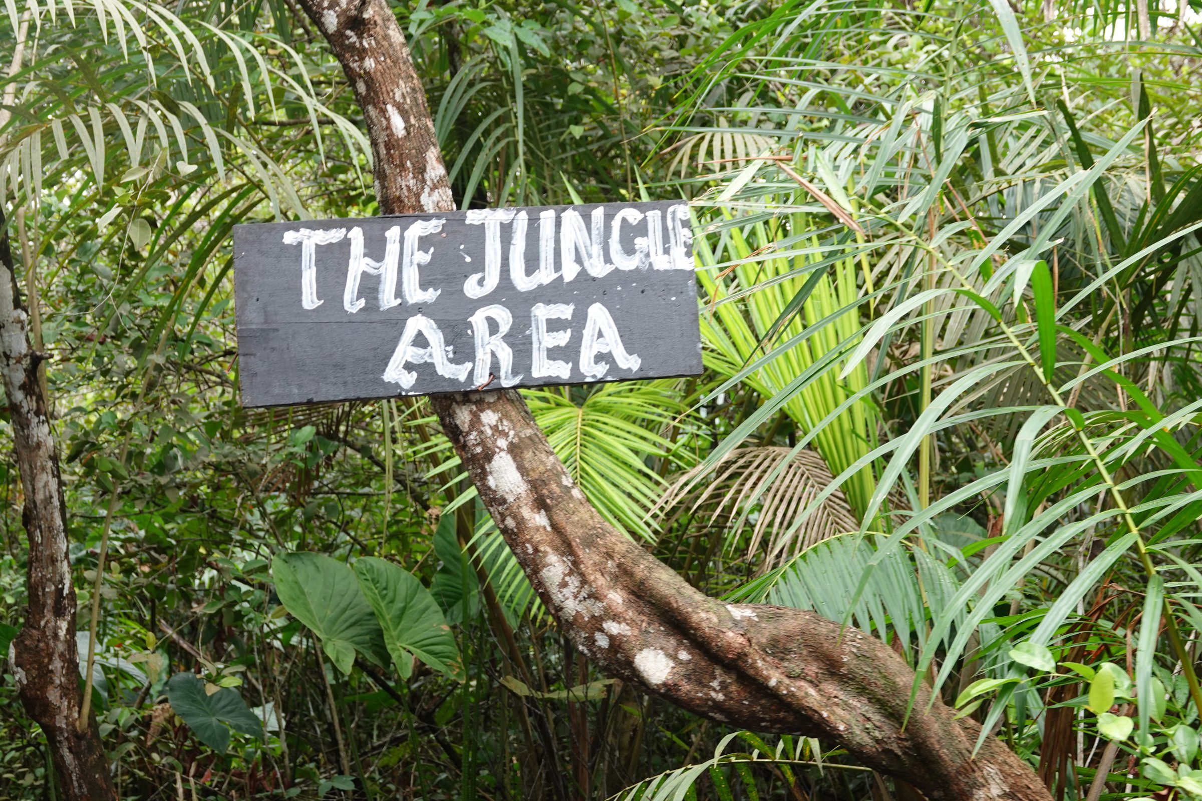 The jungle area | Overlanden in Ghana