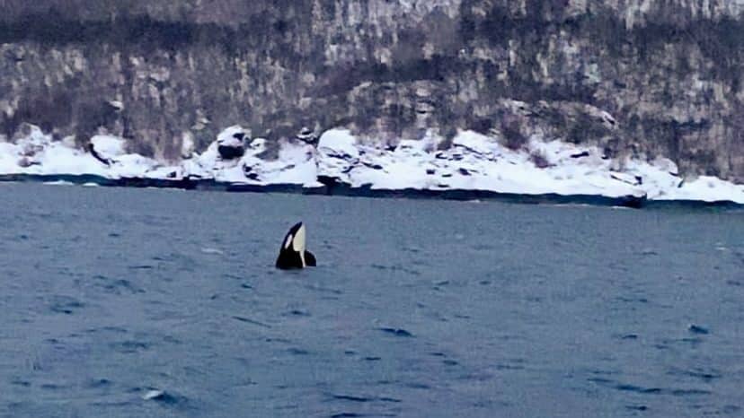 Ogled kitov | Obiščite Tromsø pozimi!