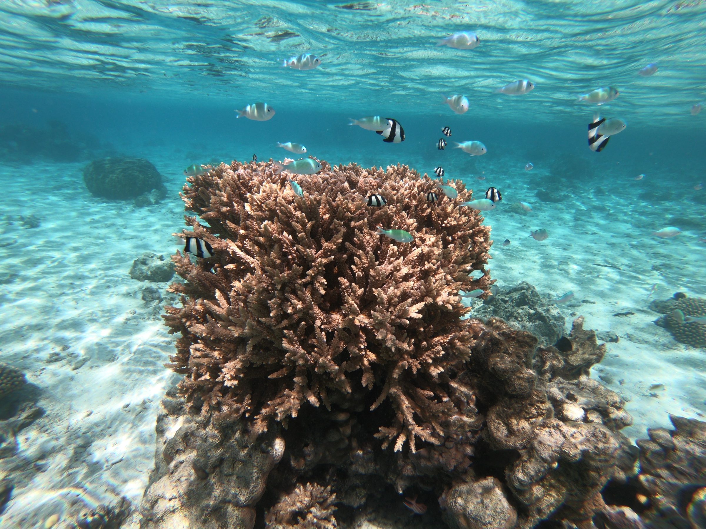 Snorkelen op de Cook Islands