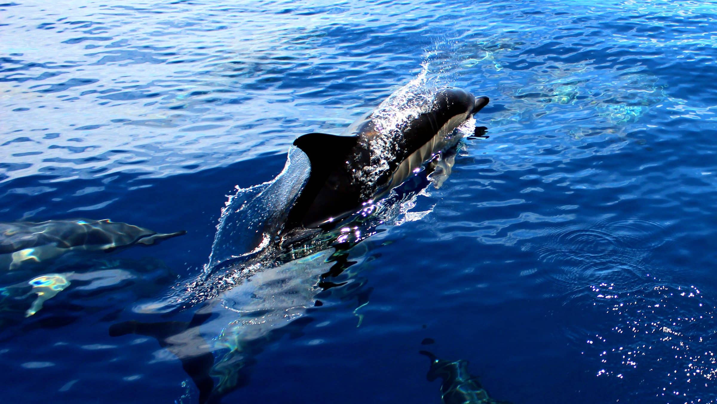 Dolfijnen spotten op Madeira