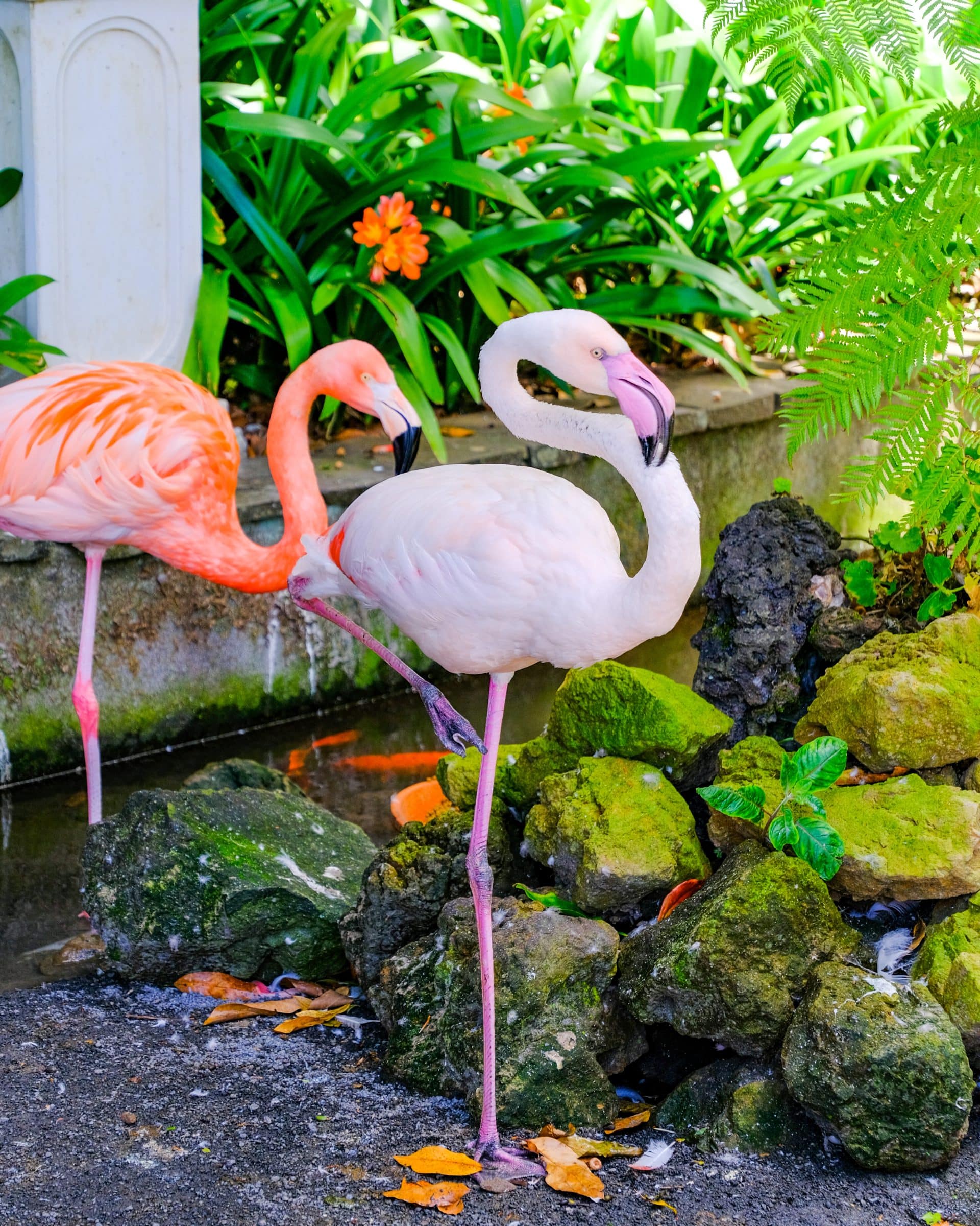 Flamingo's in Monte Palace Tropical Garden