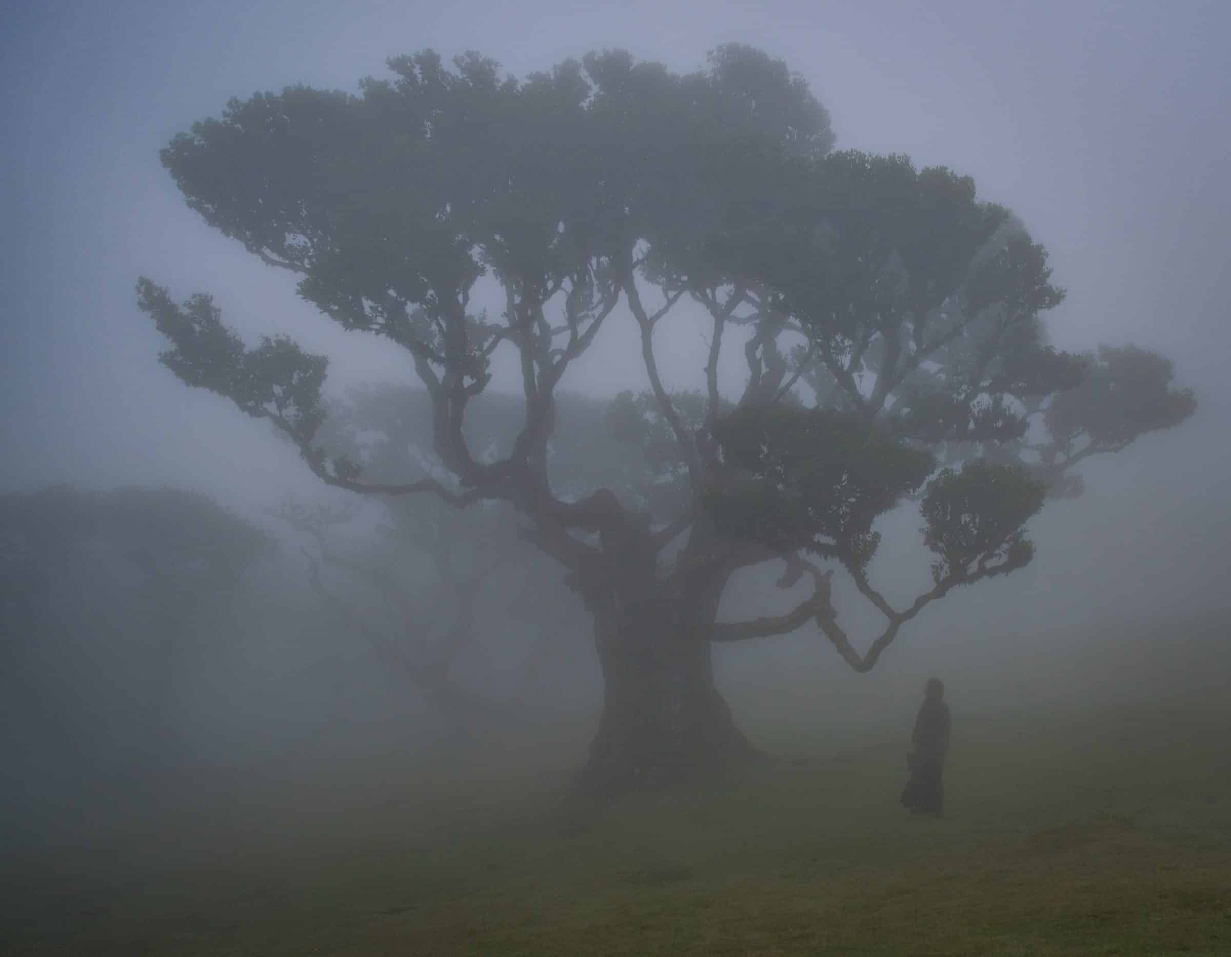 Malou in de mist van Fanal Forest, Madeira
