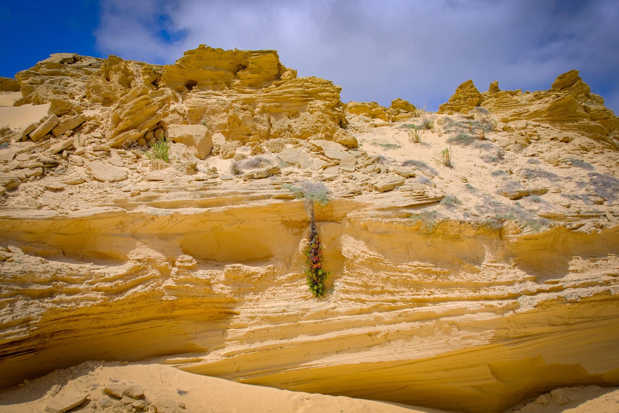 Kleurrijke planten in de woestijn van Dunas De Porto Santo 