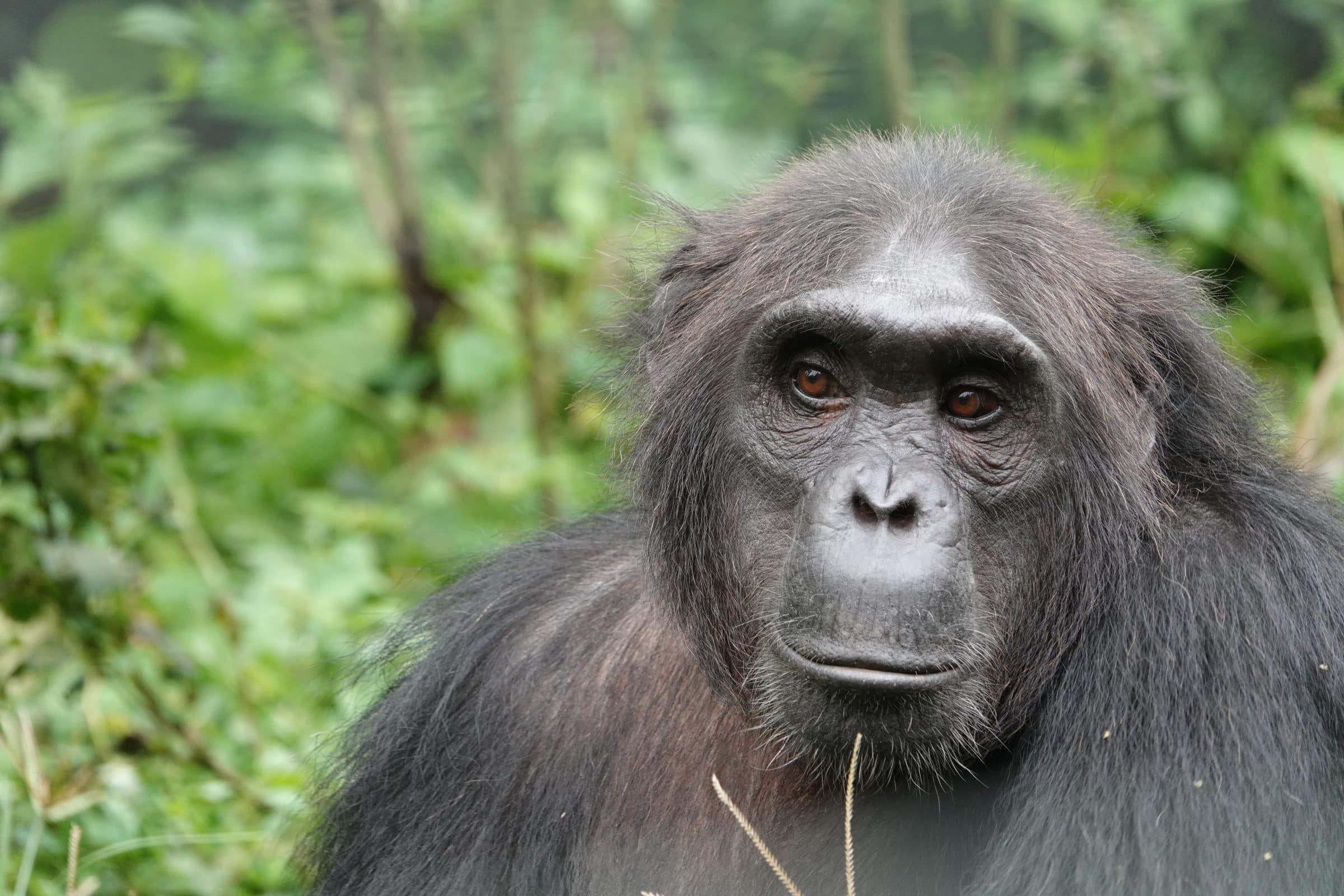 Chimpansee | Overlanden in Nigeria