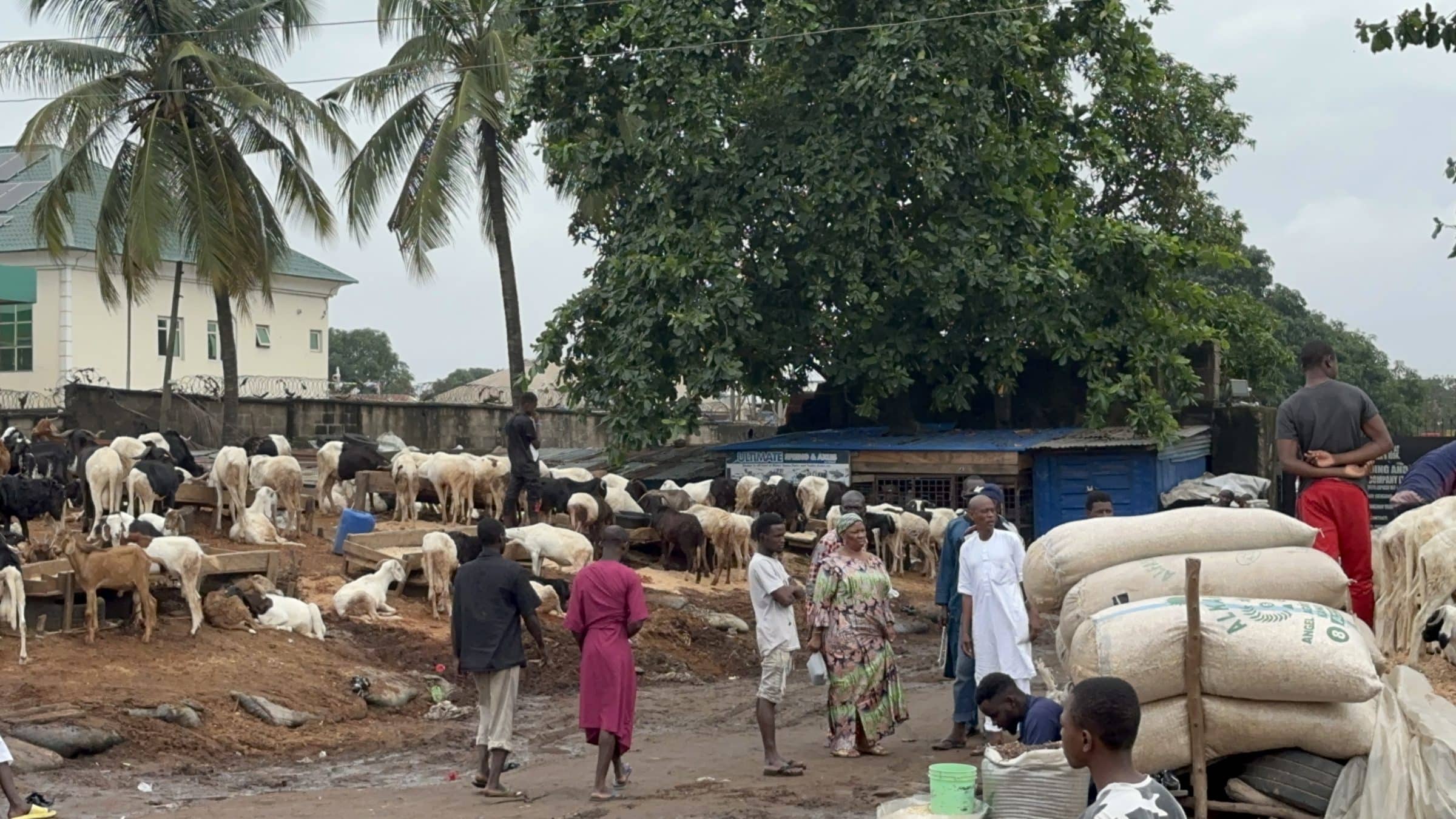 Marché aux chèvres de Lagos