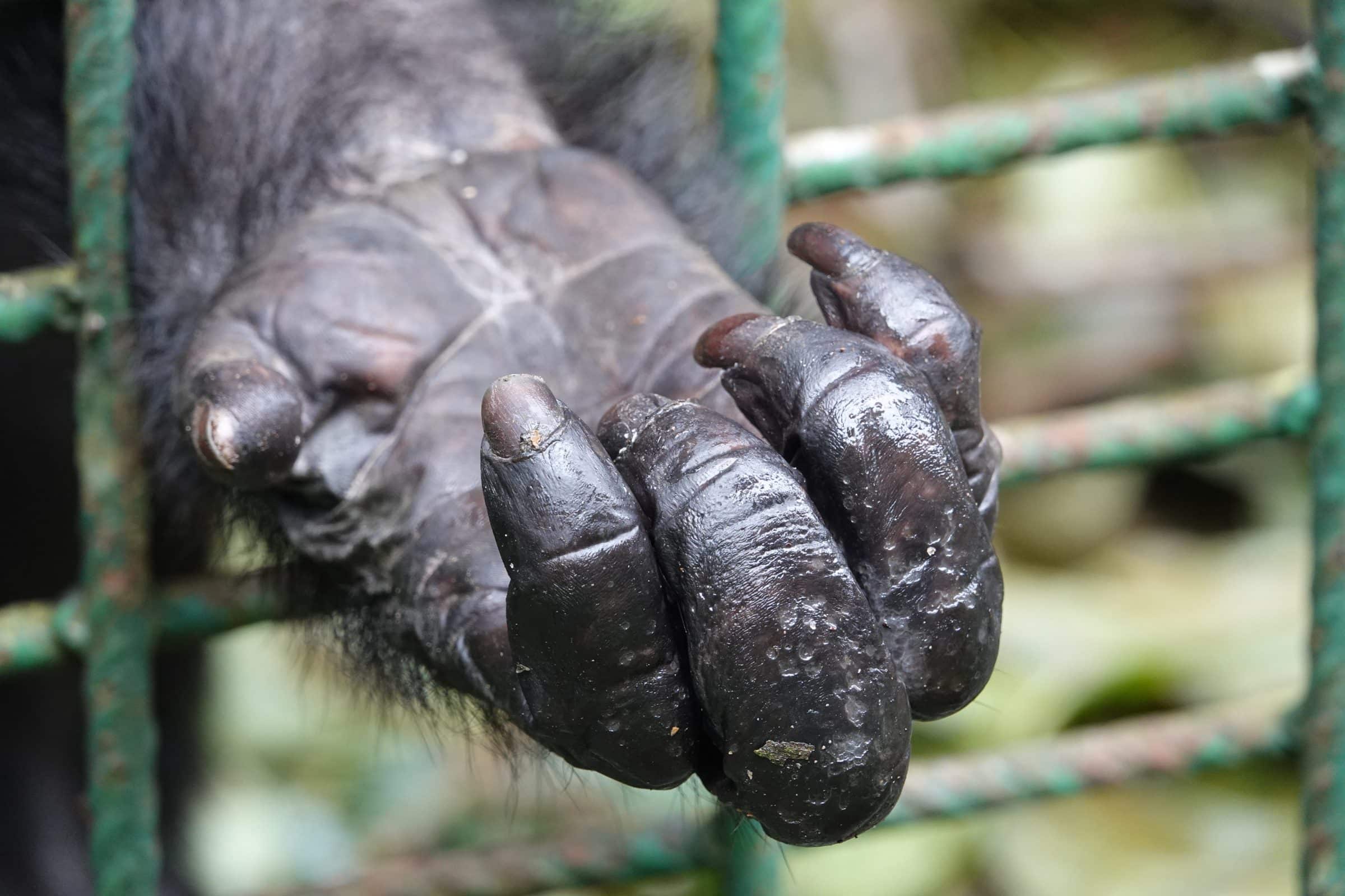 Hand chimpansee | Overlanden in Nigeria
