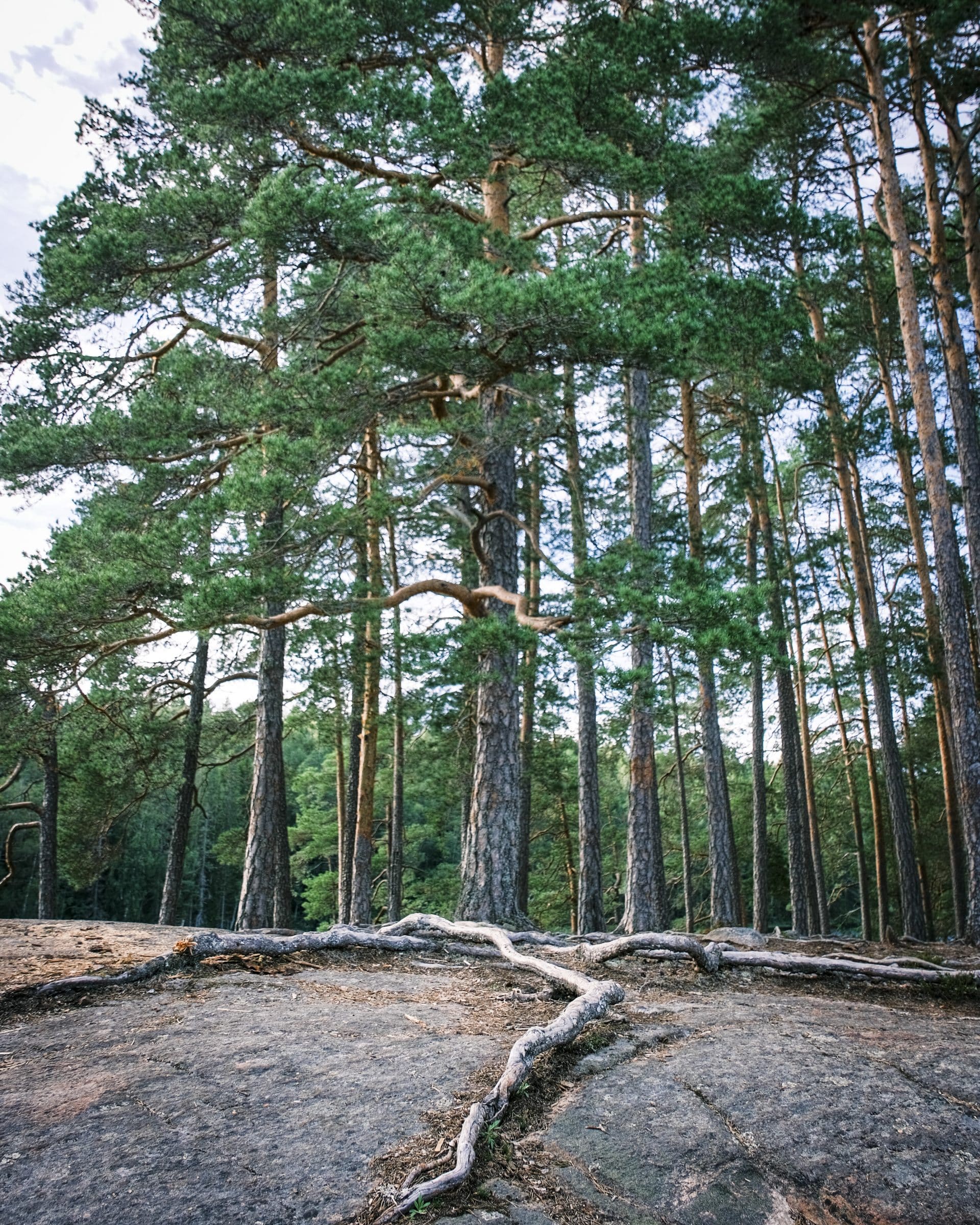 De bossen van Värmland