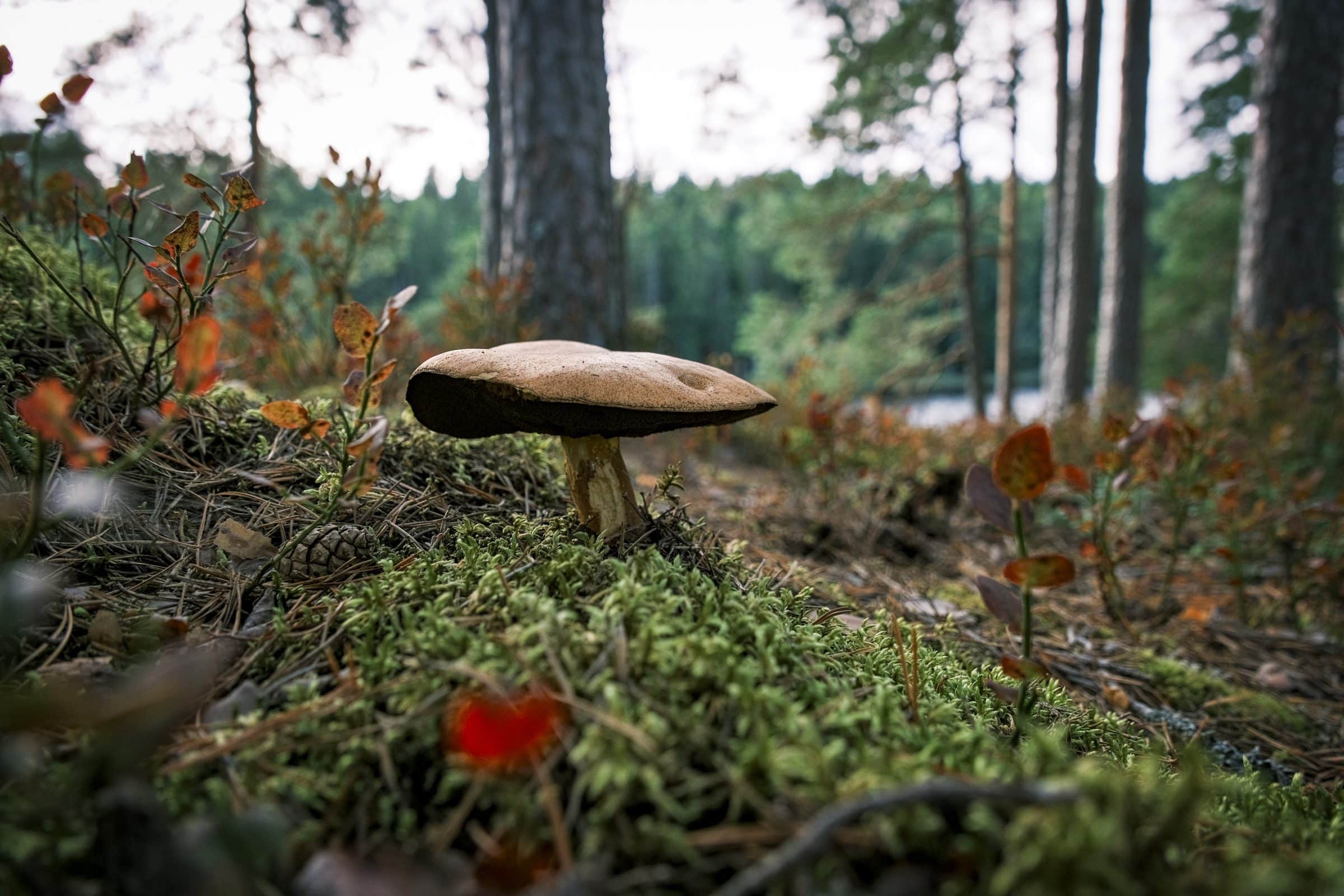De bossen van Värmland