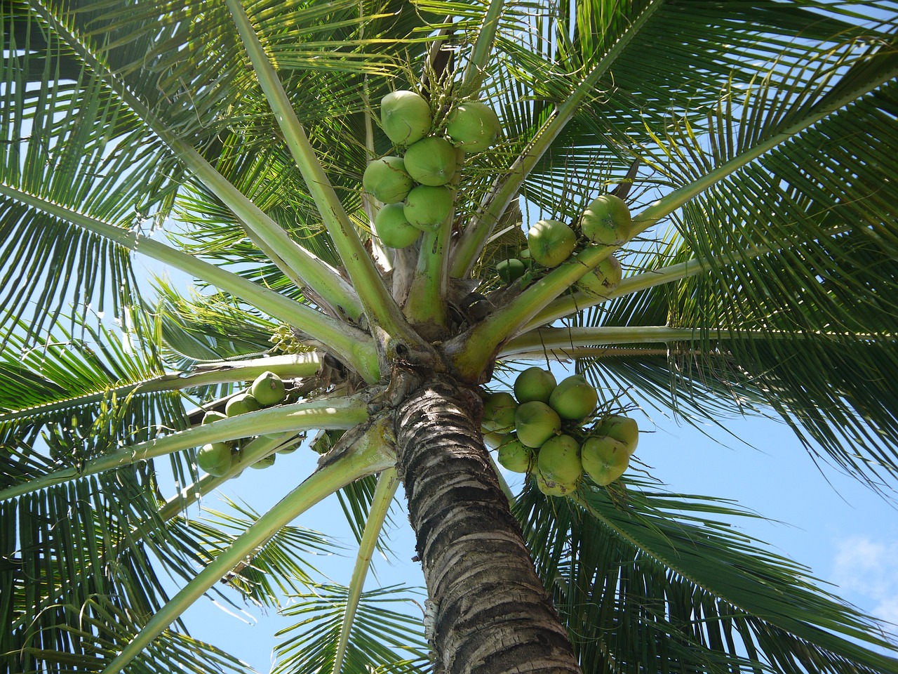 Kokosnoten | De Filipijnen