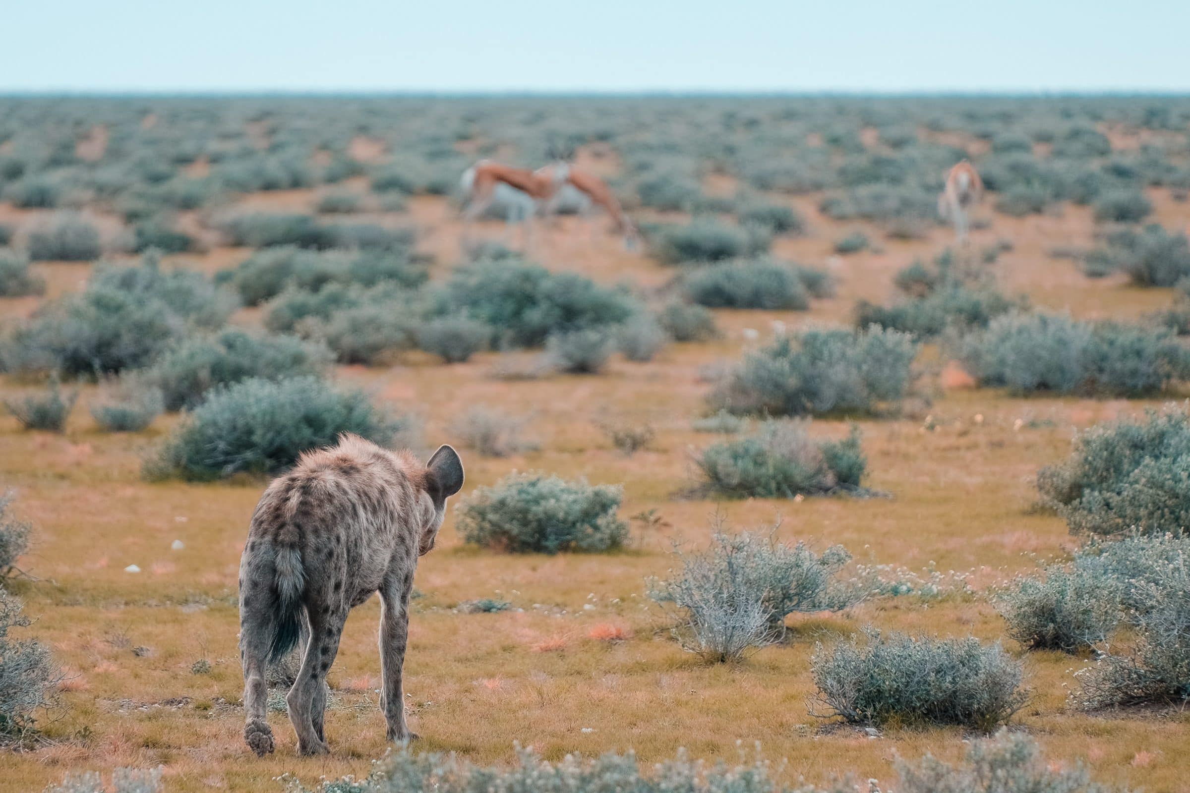 Hyena in Namibië | Fuji X-T4