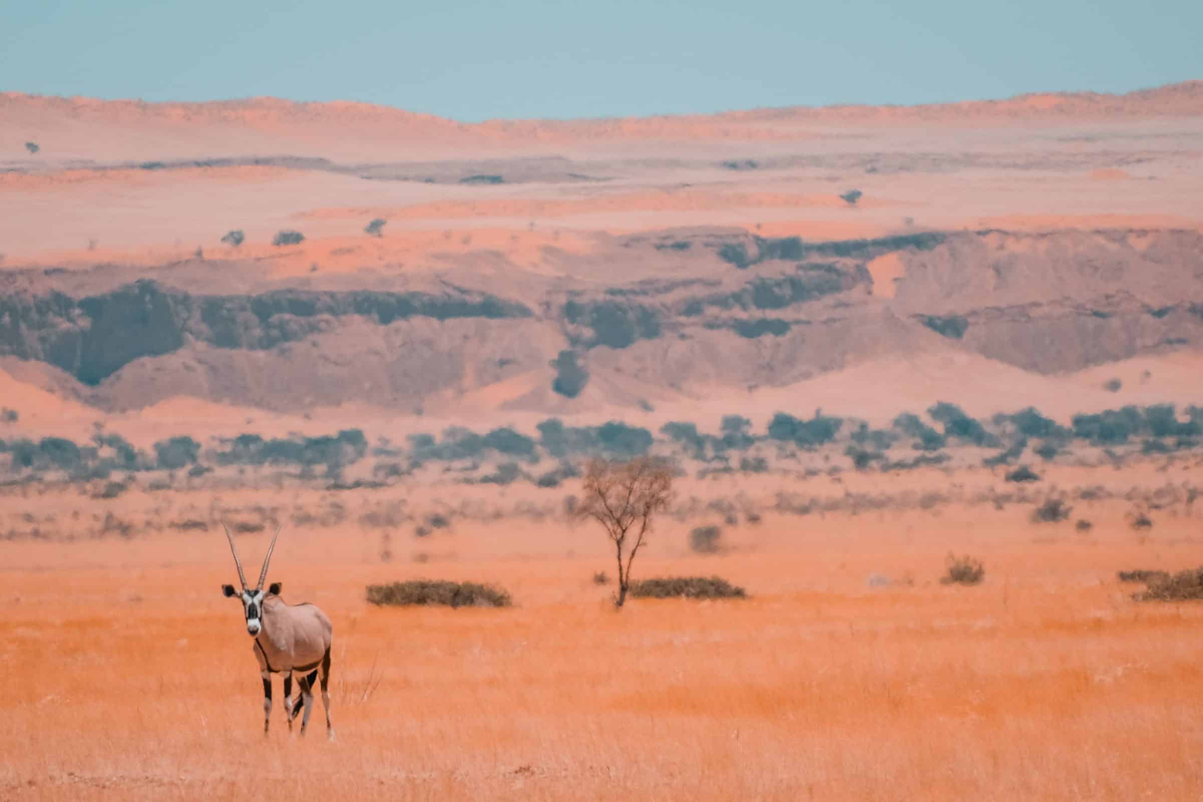 De welbekende Oryx van Namibië