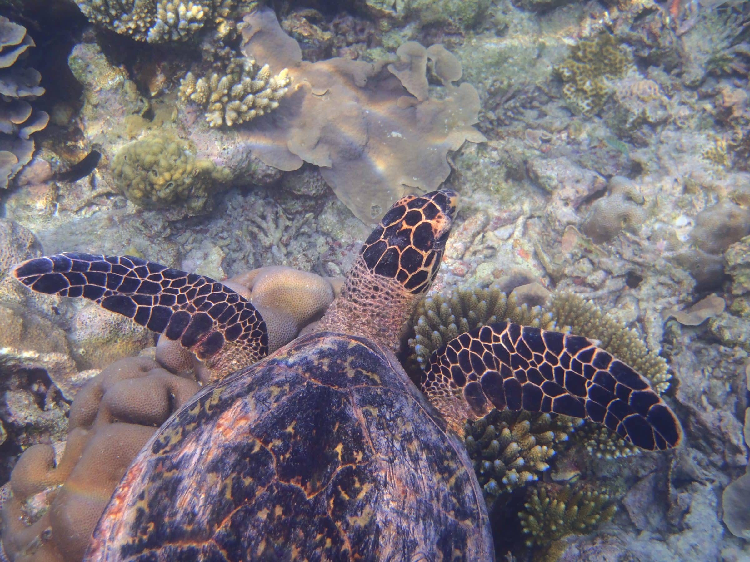 Schildpad Malediven | duik- en snorkelplekken | Wereldreizigers.nl