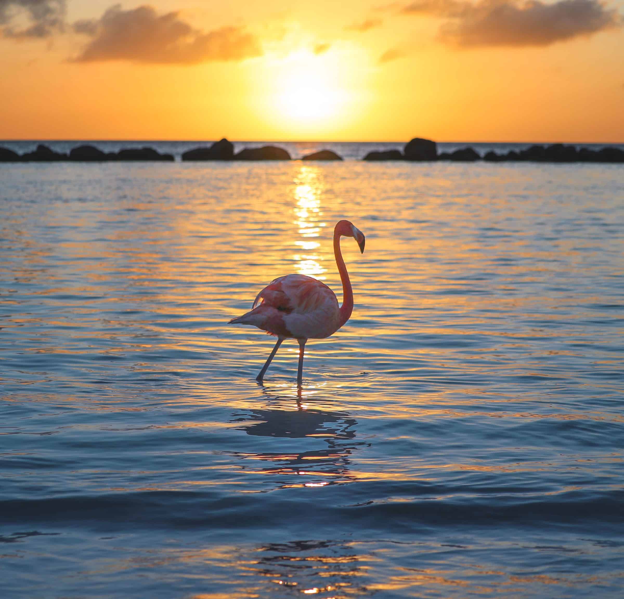 Renessanse- eller flamingoøy, Aruba